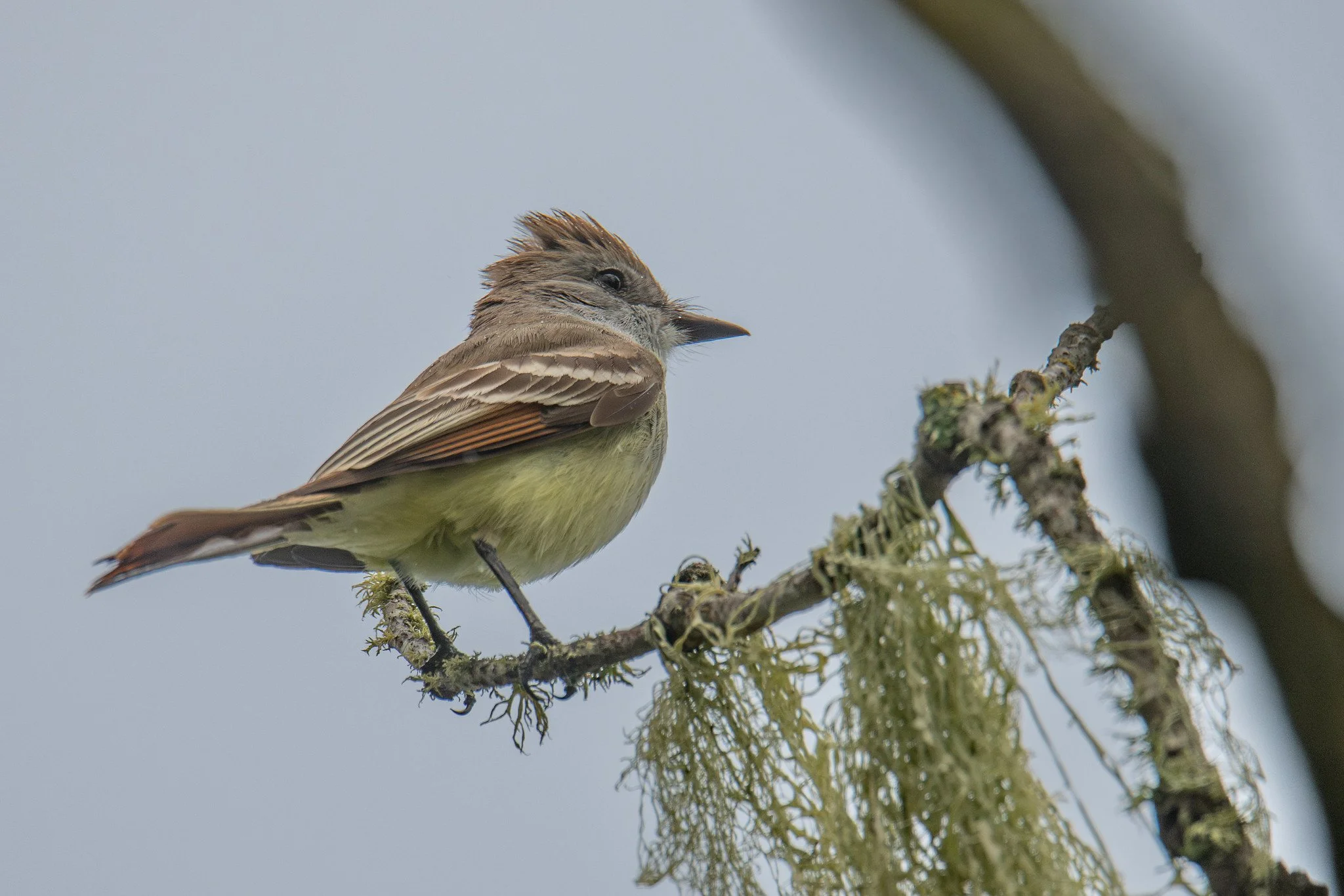 Ash-throated Flycatcher (Myiarchus cinerascens)