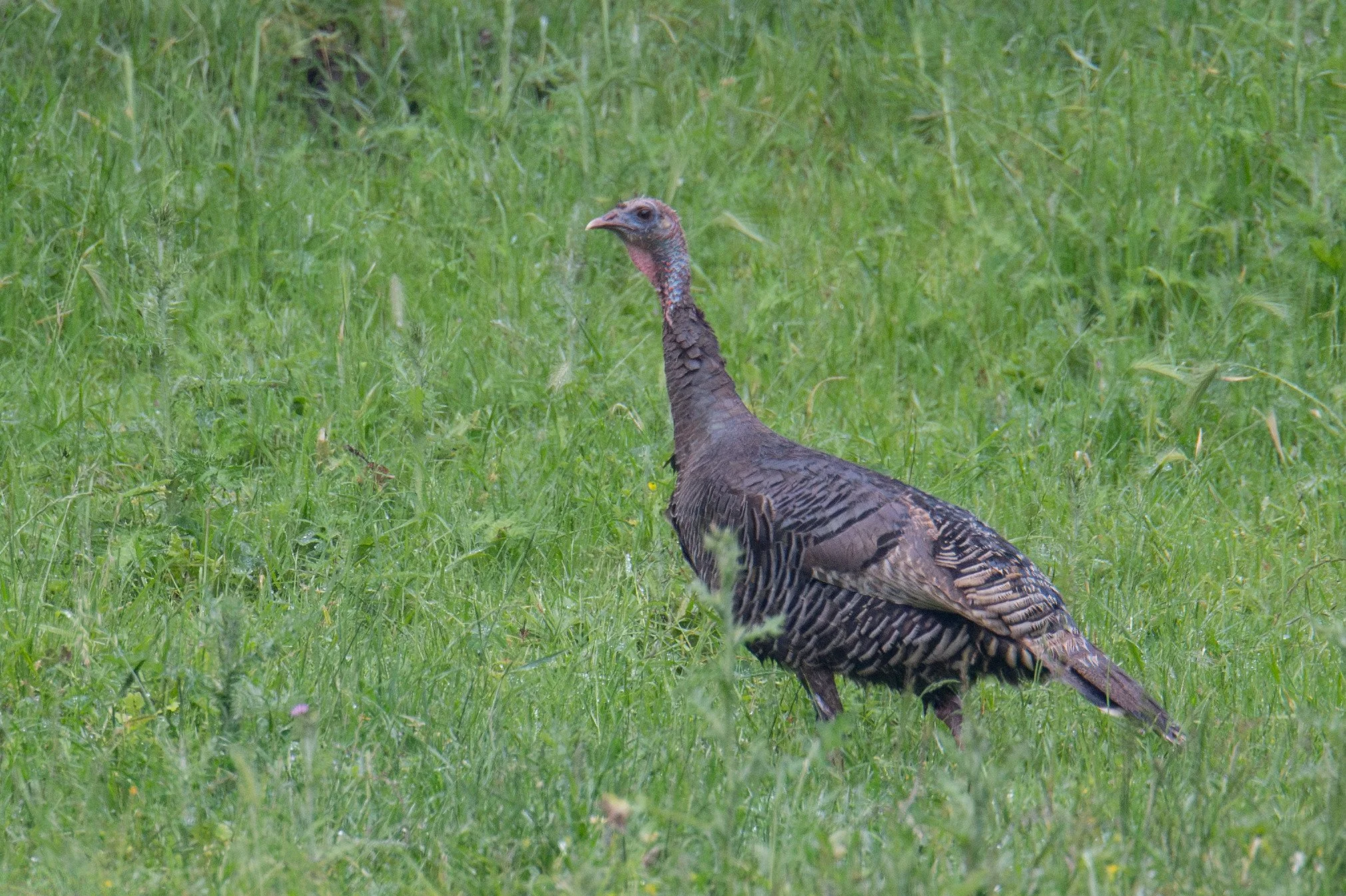 Wild Turkey (Meleagris gallopavo)