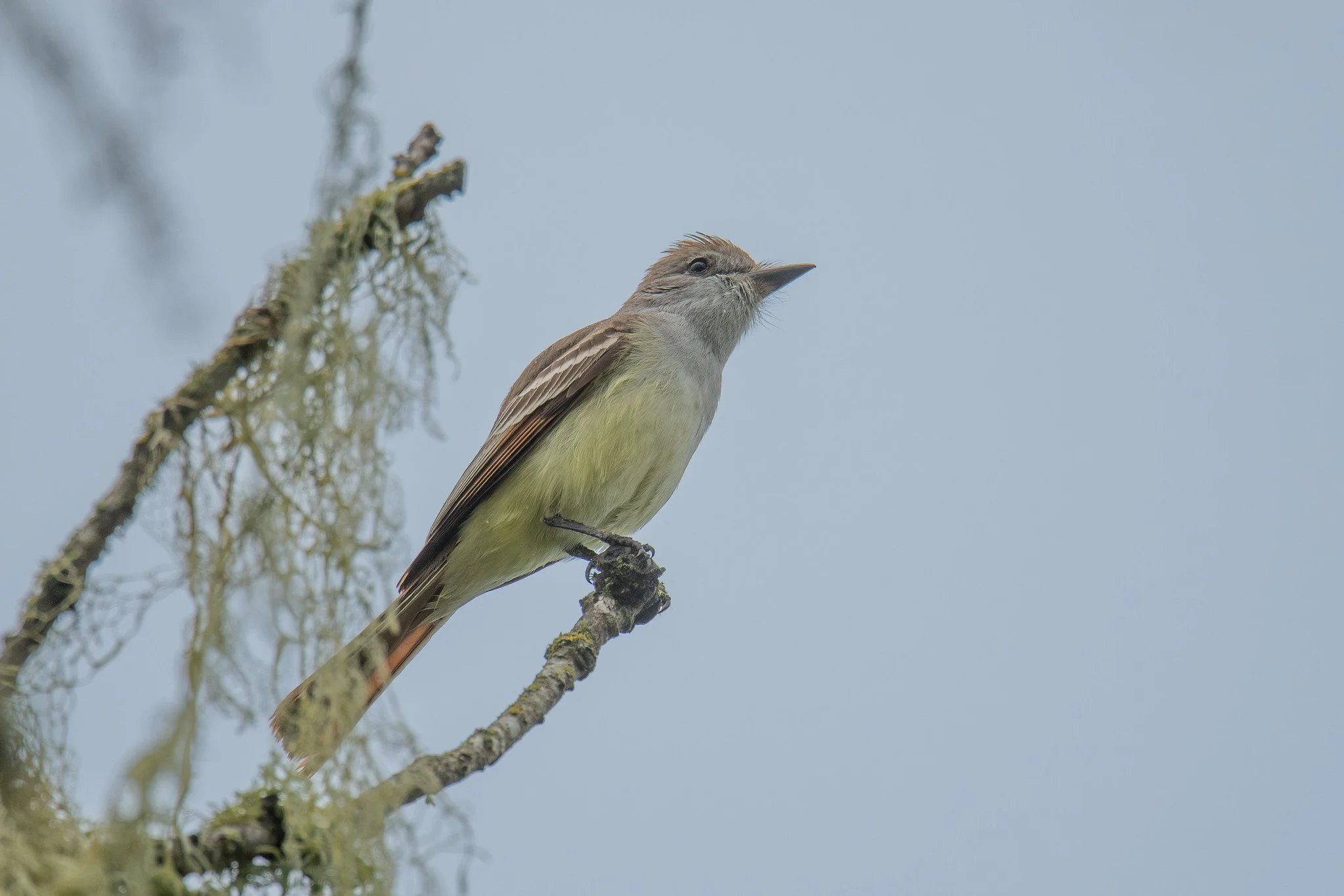 Ash-throated Flycatcher (Myiarchus cinerascens)