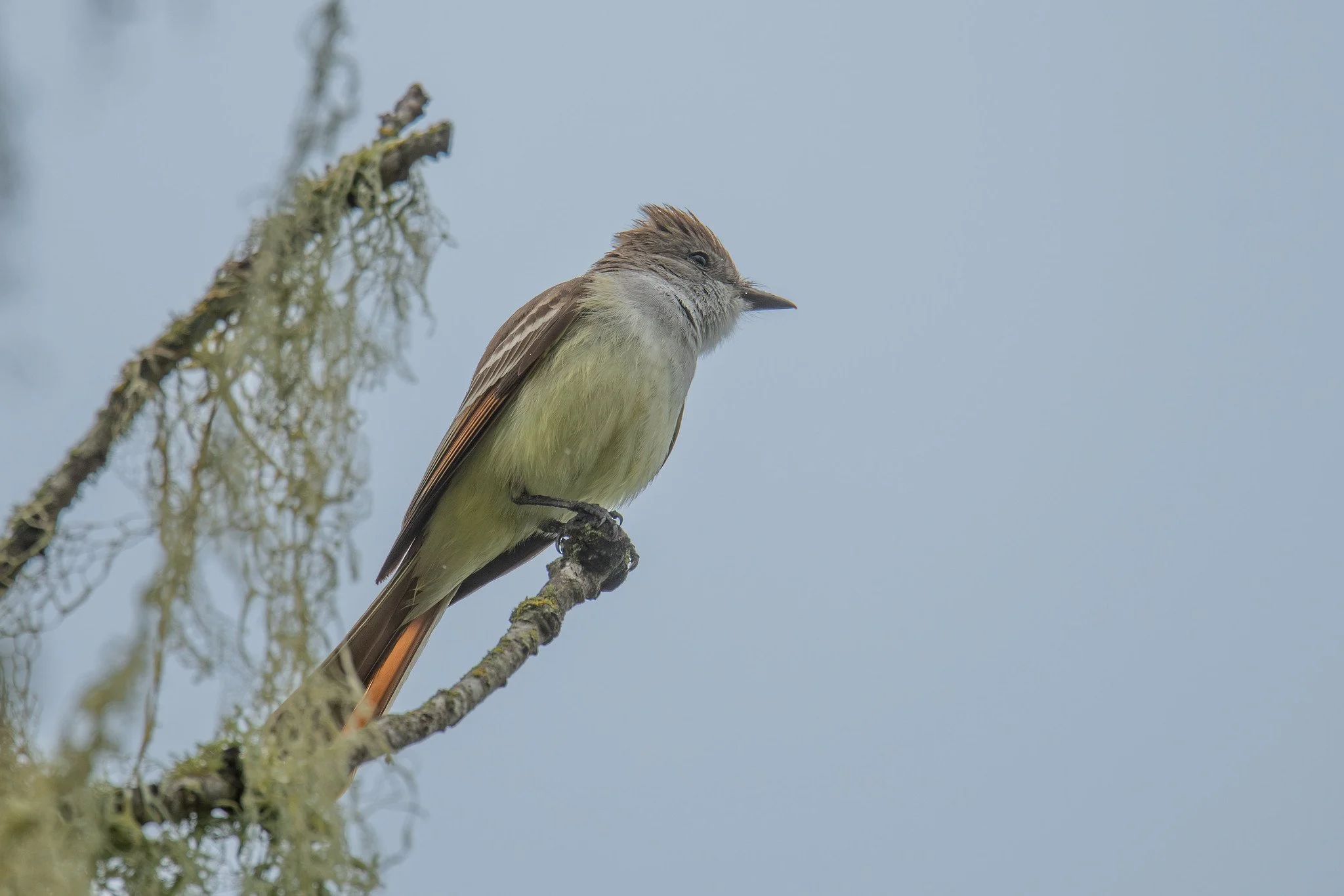 Ash-throated Flycatcher (Myiarchus cinerascens)