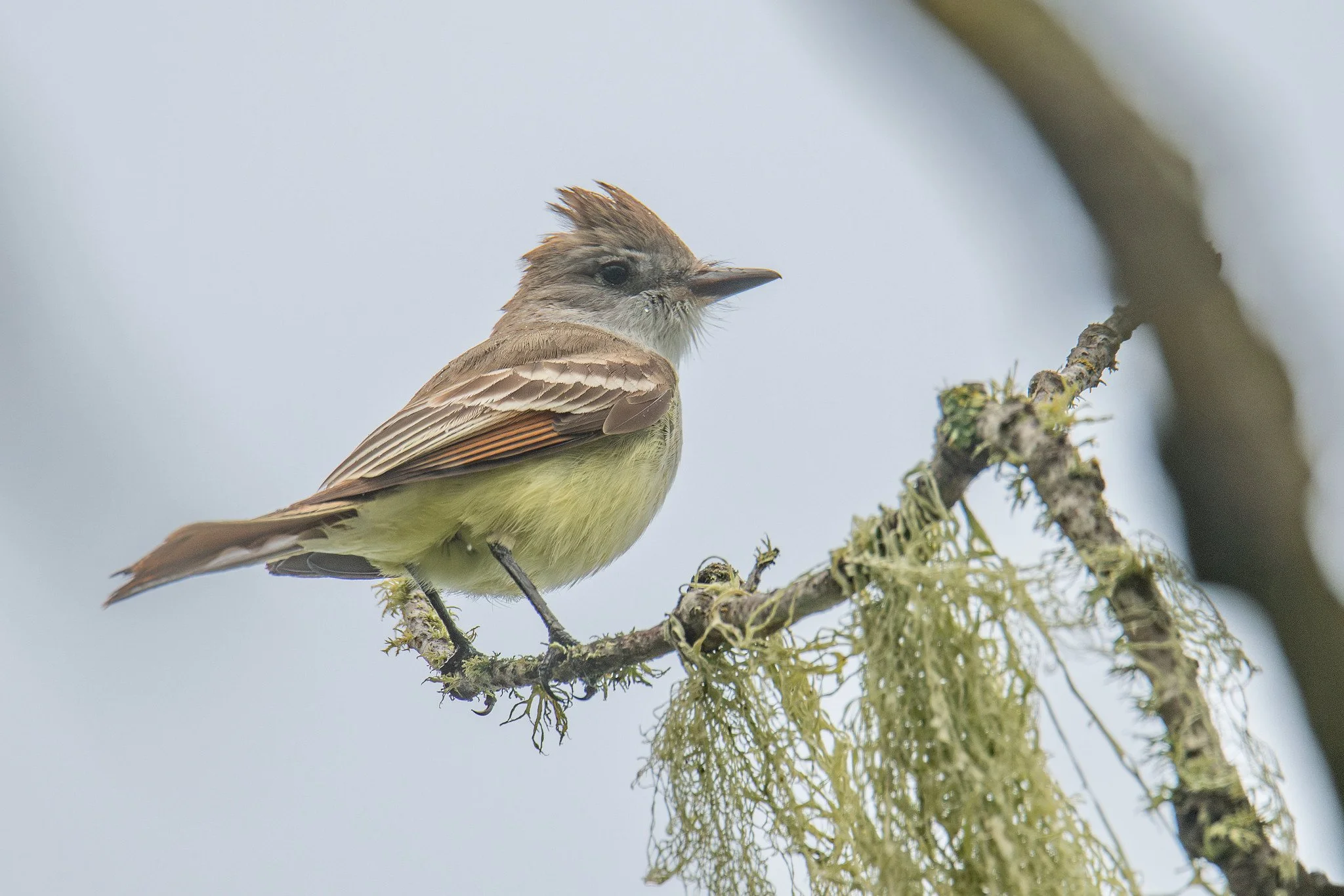 Ash-throated Flycatcher (Myiarchus cinerascens)