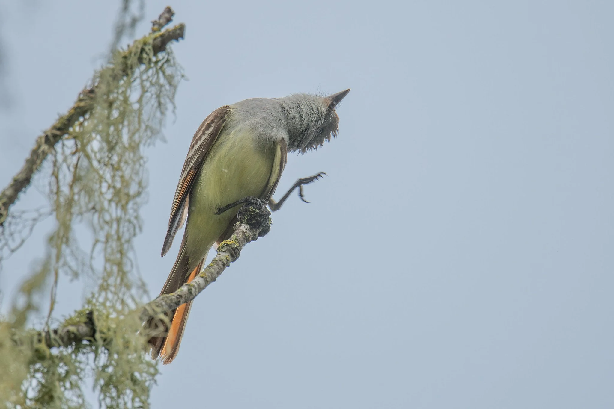Ash-throated Flycatcher (Myiarchus cinerascens)