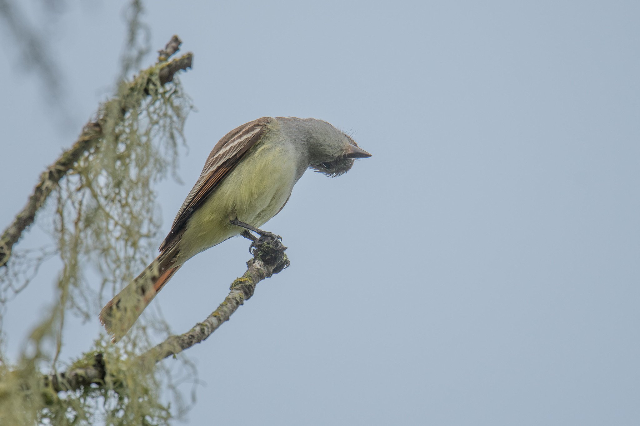 Ash-throated Flycatcher (Myiarchus cinerascens)