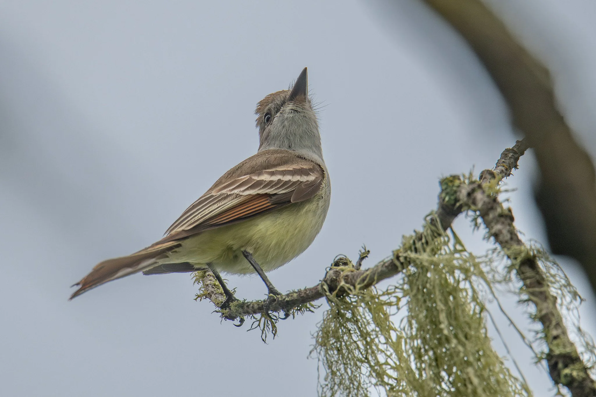 Ash-throated Flycatcher (Myiarchus cinerascens)