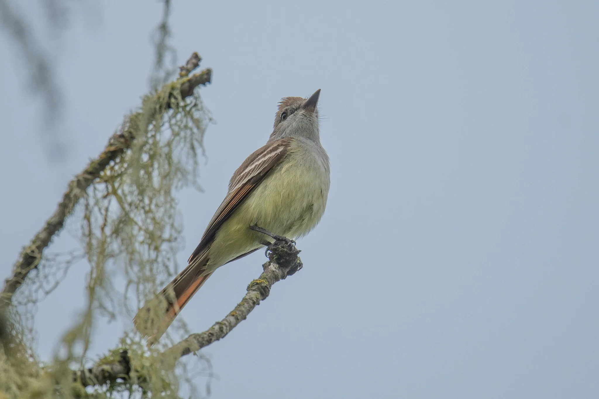 Ash-throated Flycatcher (Myiarchus cinerascens)