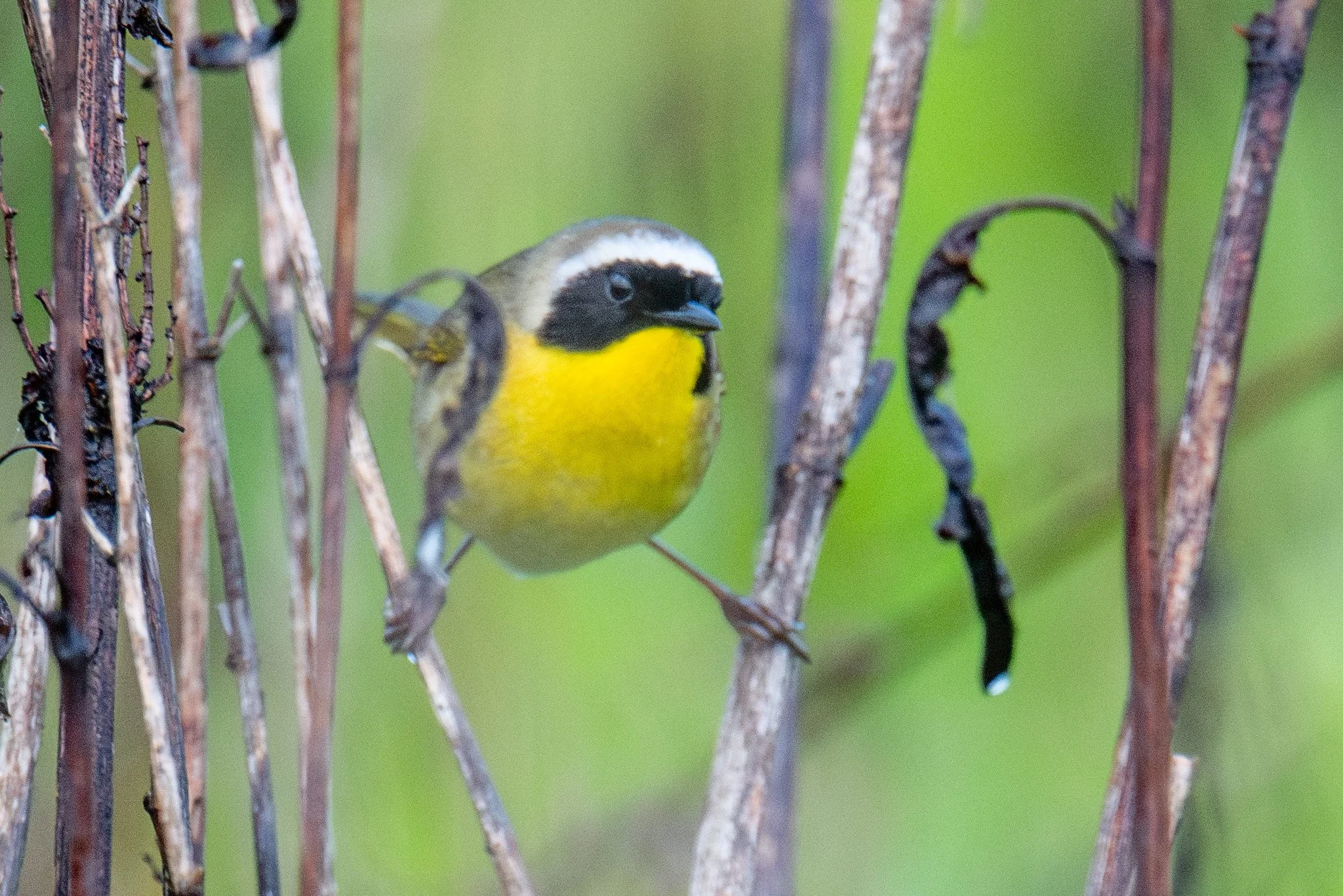 Common Yellowthroat (Geothlypis trichas)