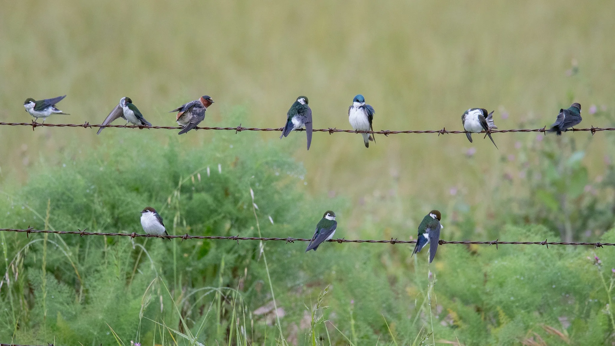 Violet-green, Cliff, and Tree Swallows