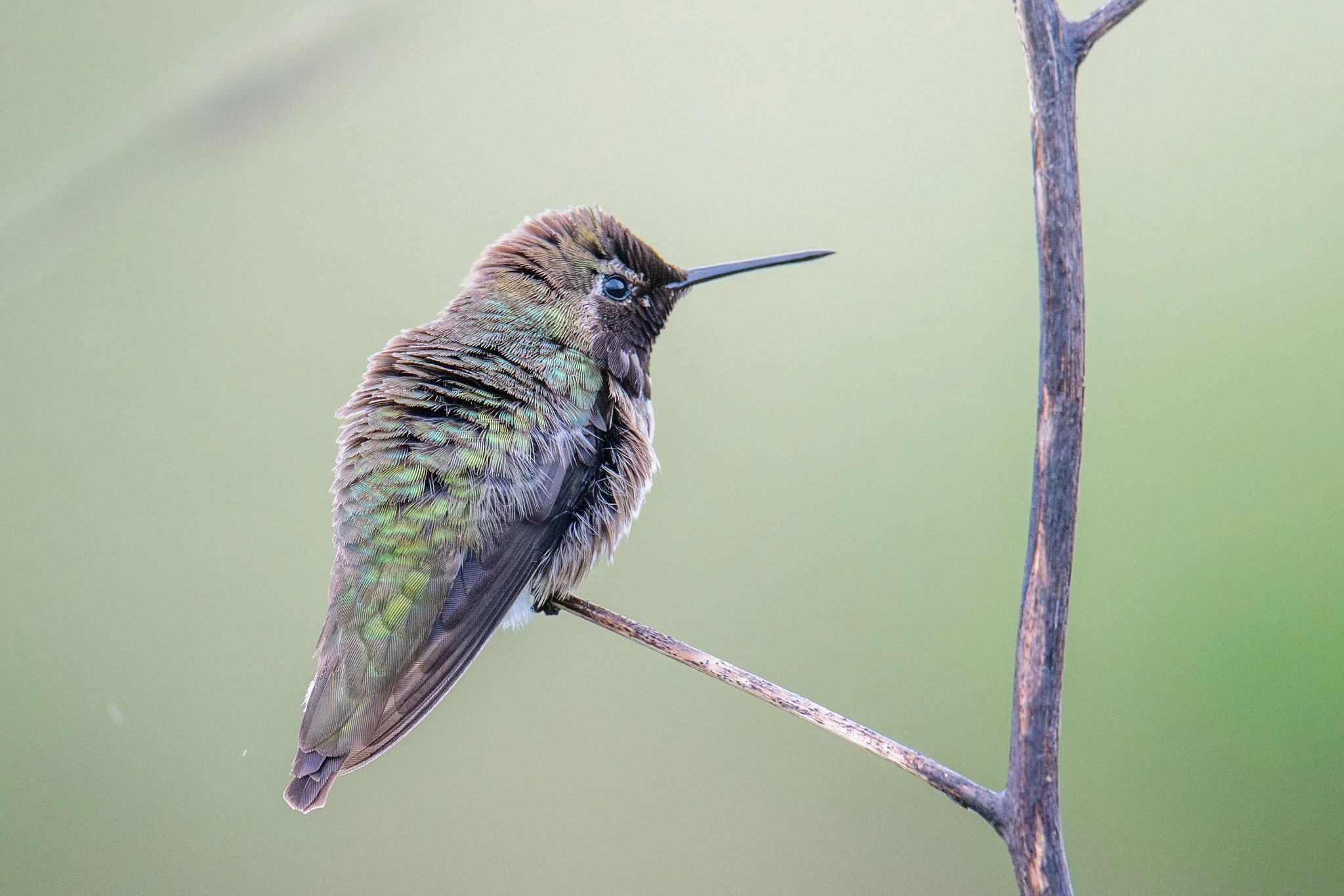Anna's Hummingbird (Calypte anna
