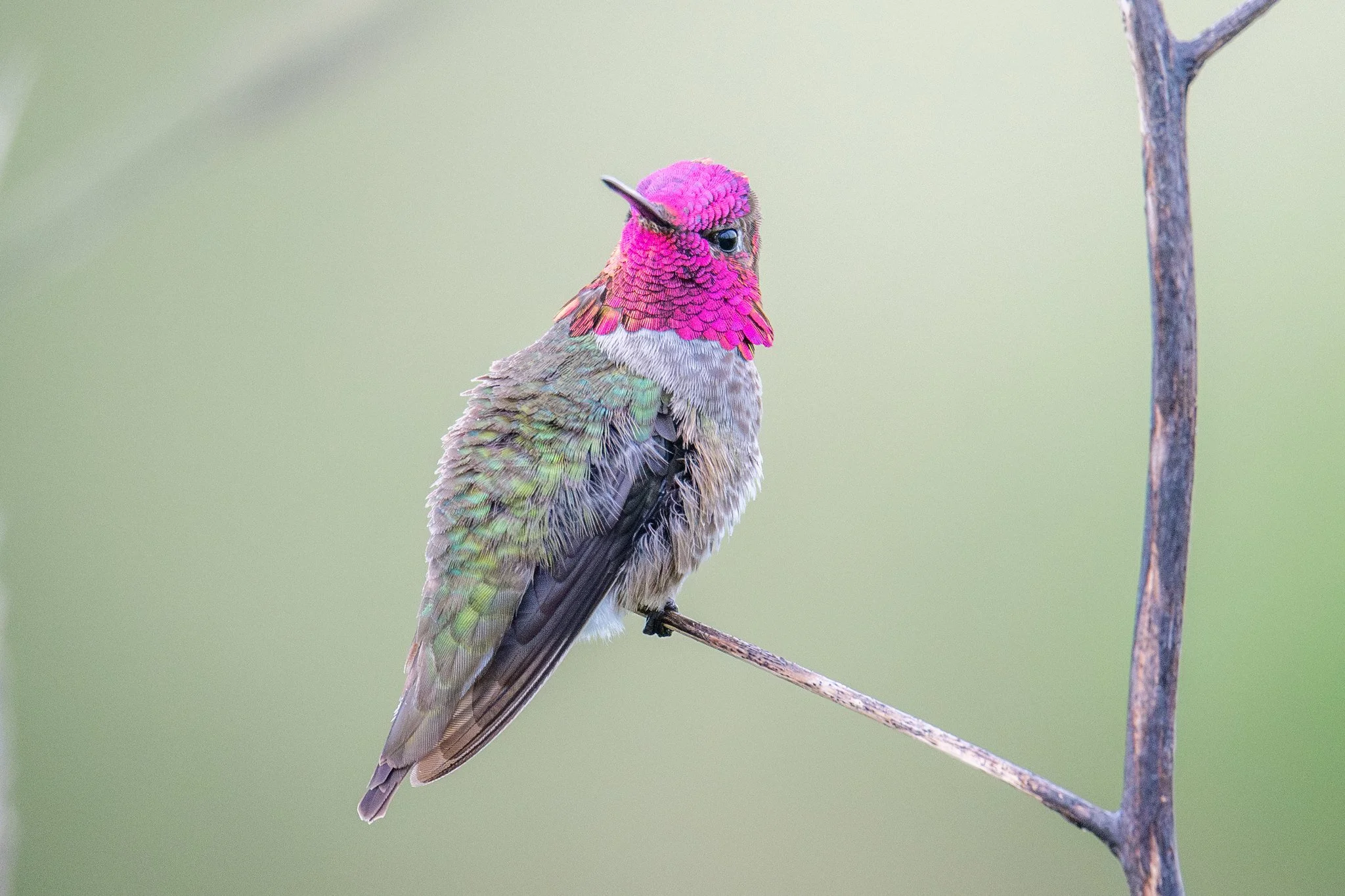 Anna's Hummingbird (Calypte anna