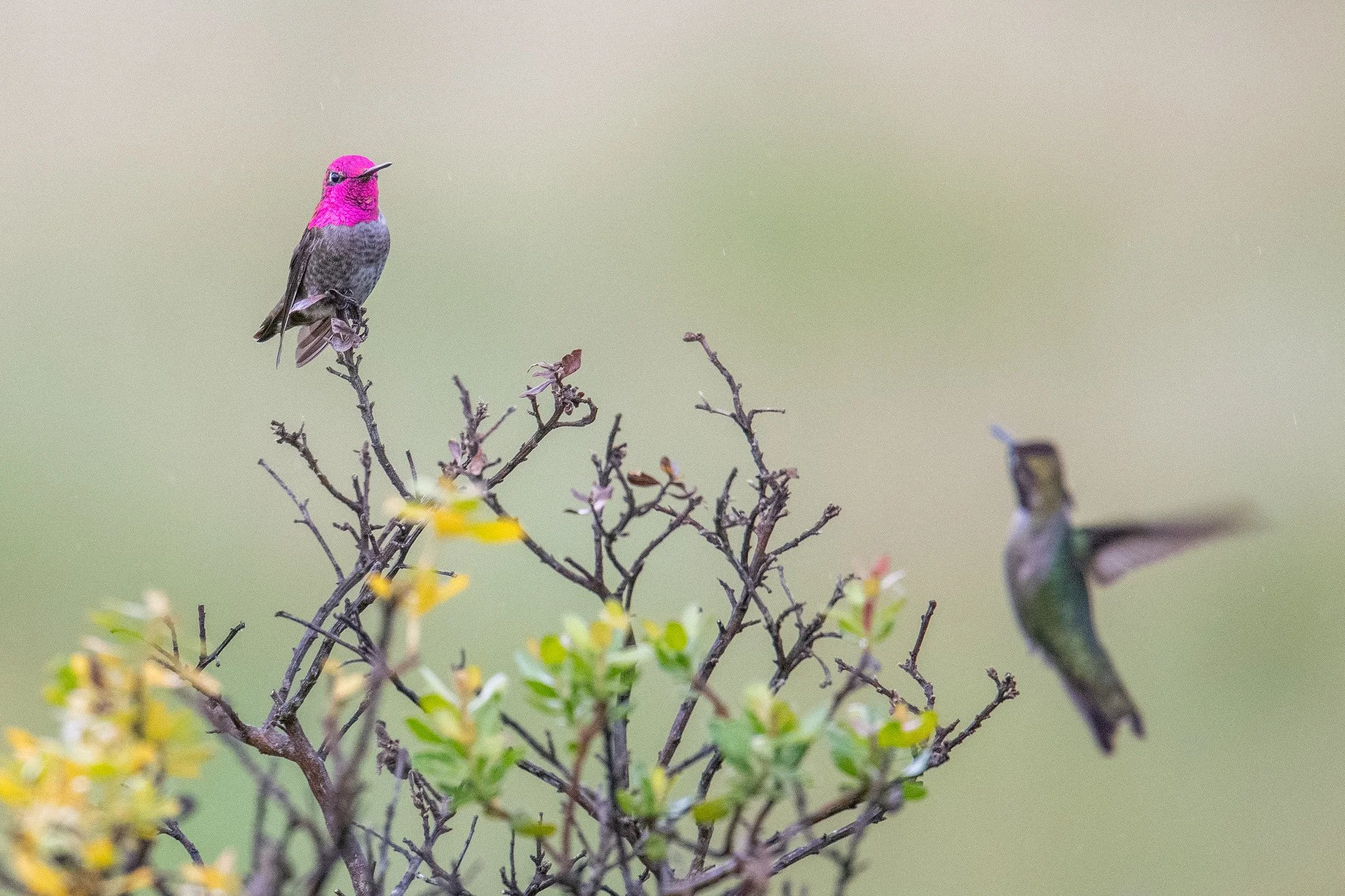 Anna's Hummingbird (Calypte anna