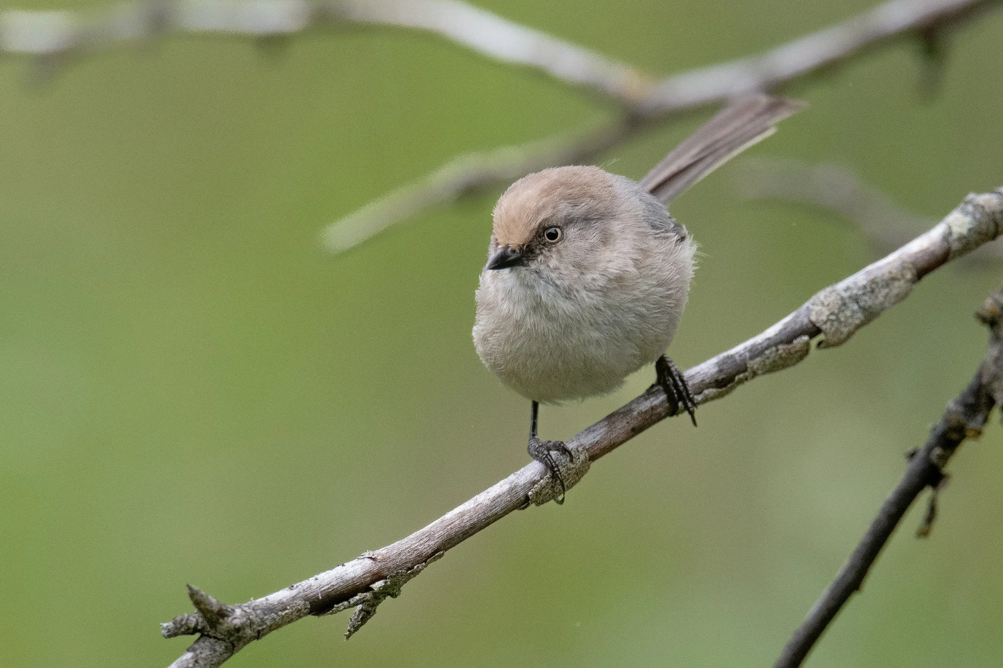 Bushtit, Pacific (Psaltriparus minimus [minimus Group])