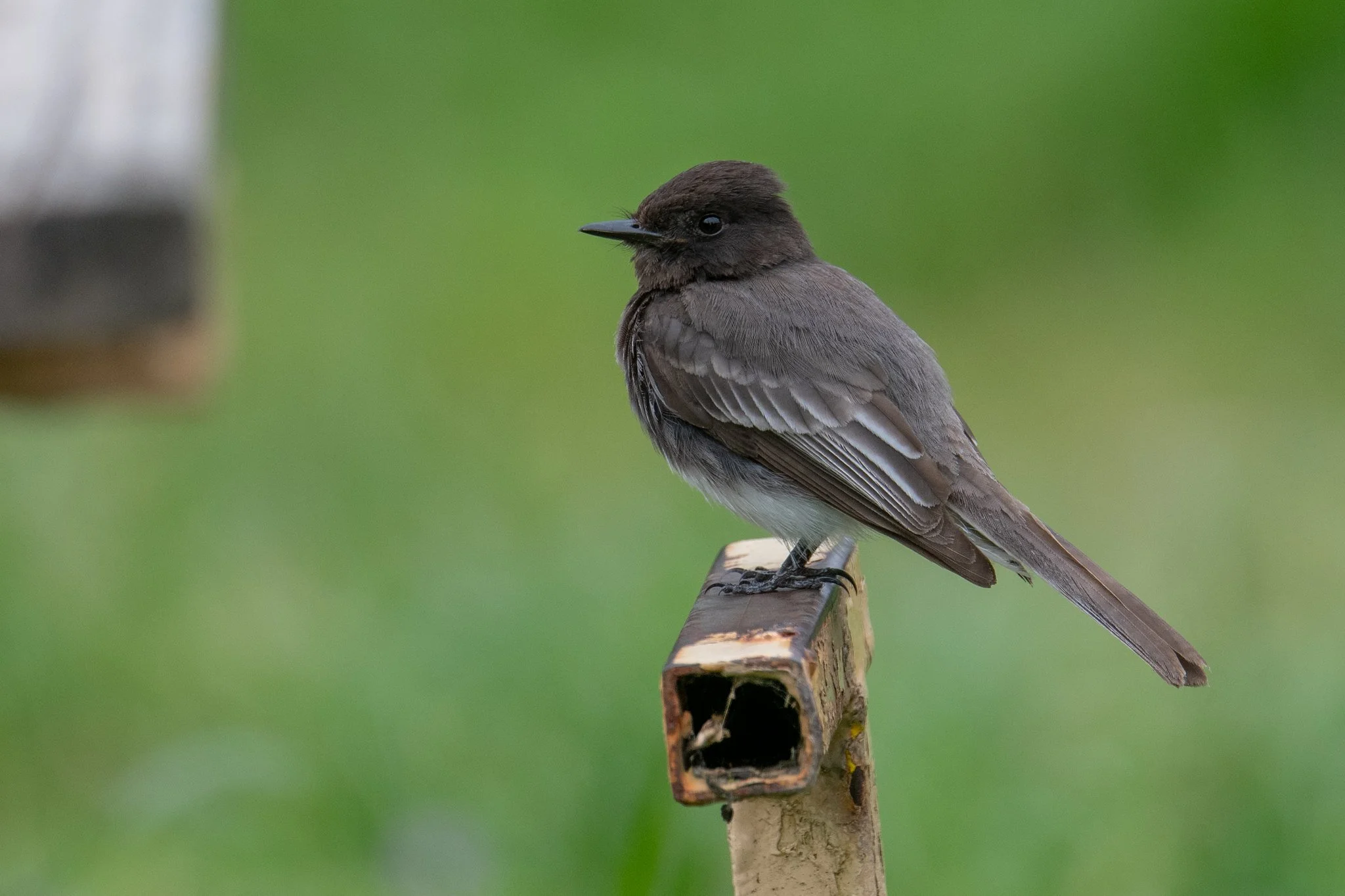 Black Phoebe - Sayornis nigricans