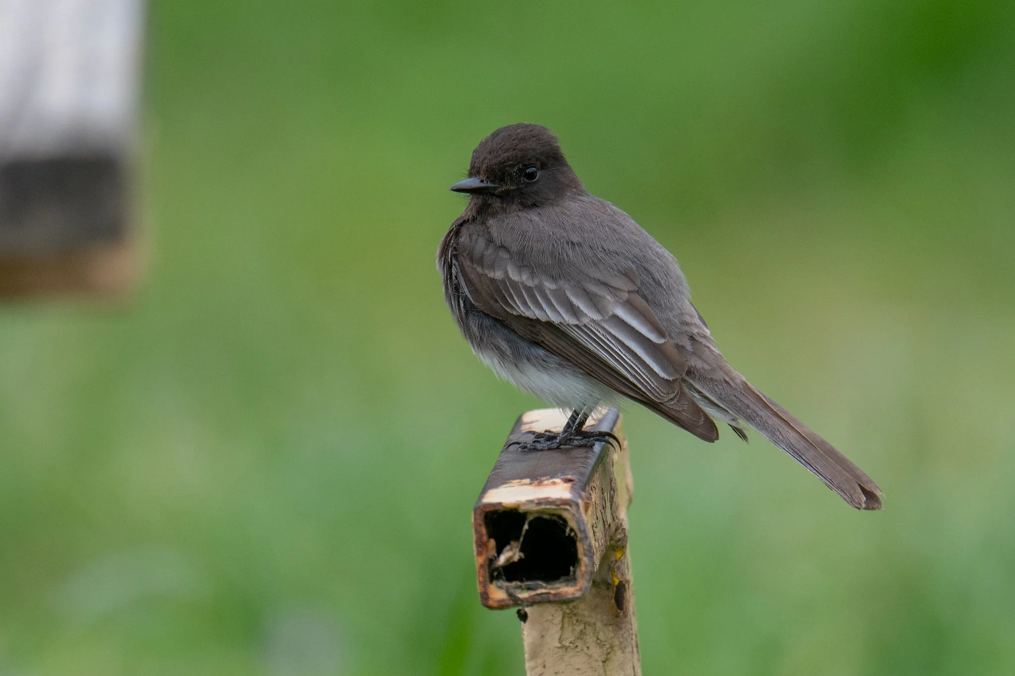 Black Phoebe - Sayornis nigricans