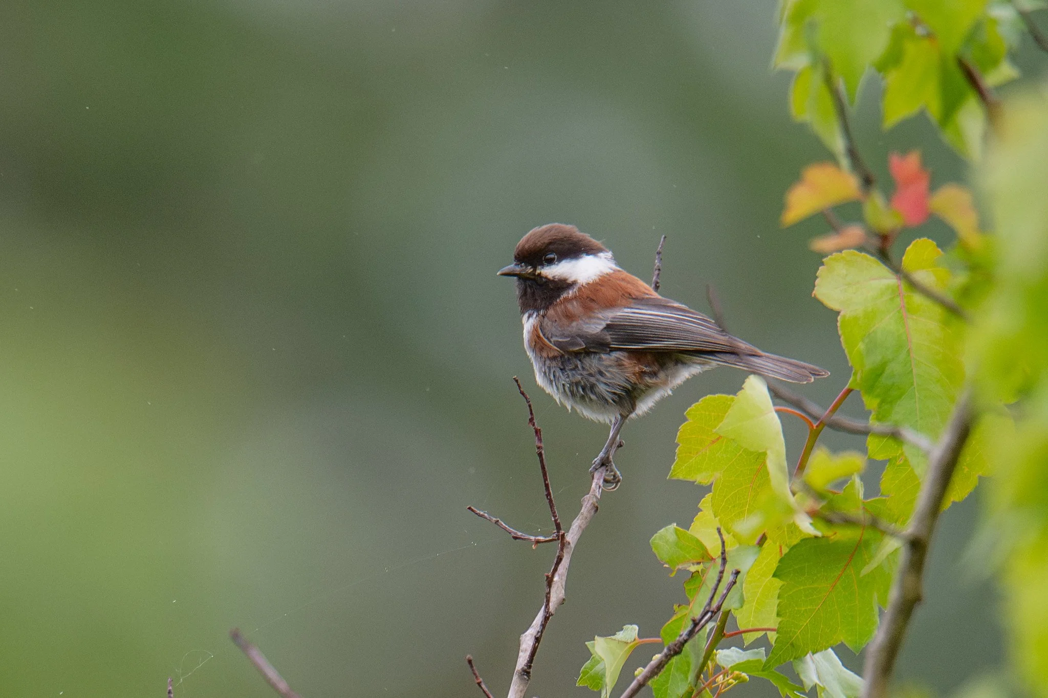 Chestnut-backed Chickadee (Poecile rufescens)