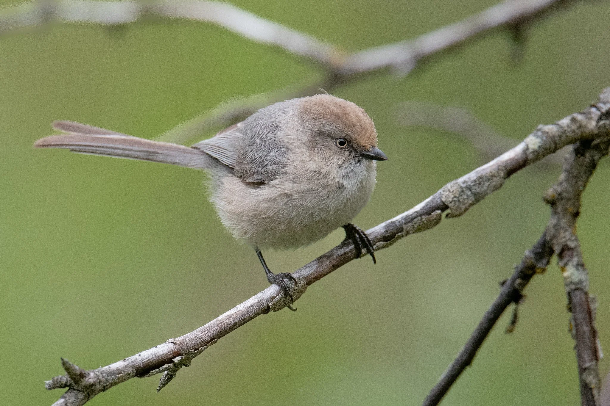 Bushtit, Pacific (Psaltriparus minimus [minimus Group])