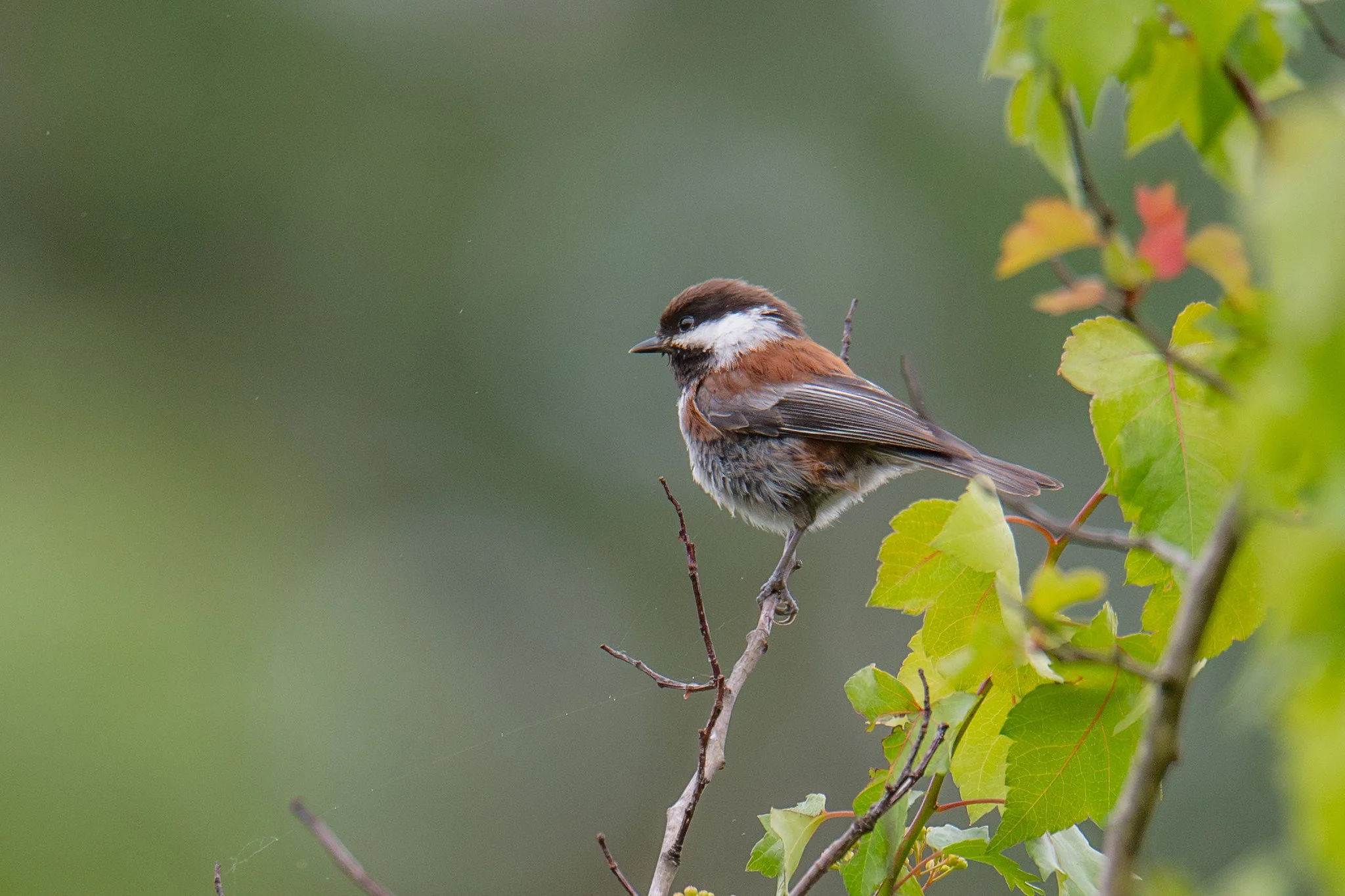 Chestnut-backed Chickadee (Poecile rufescens)