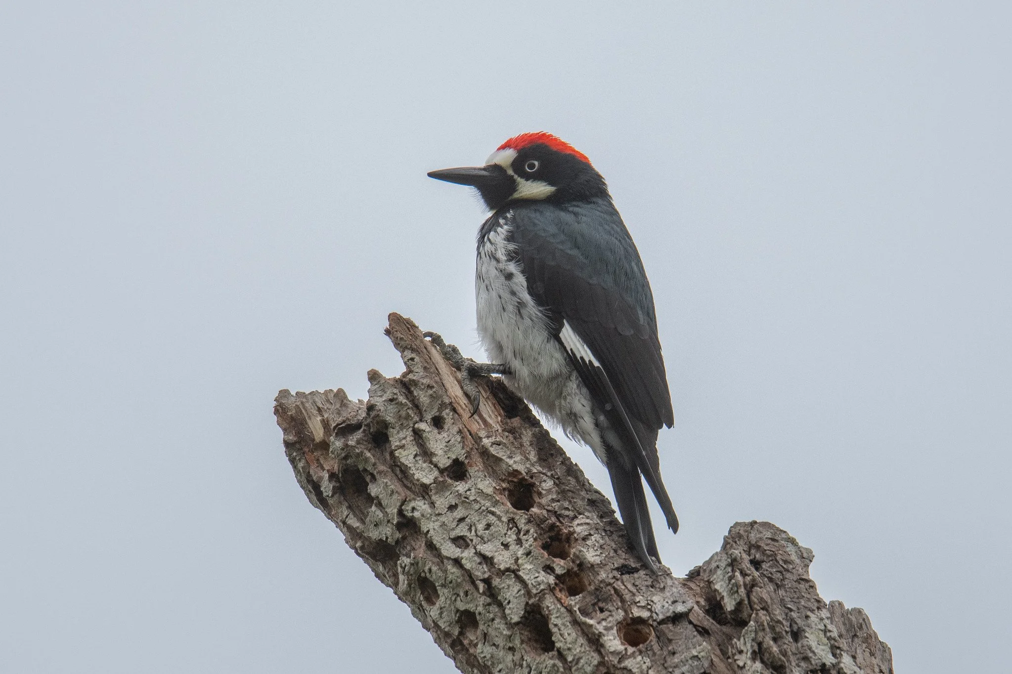 Acorn Woodpecker (Melanerpes formicivorus)