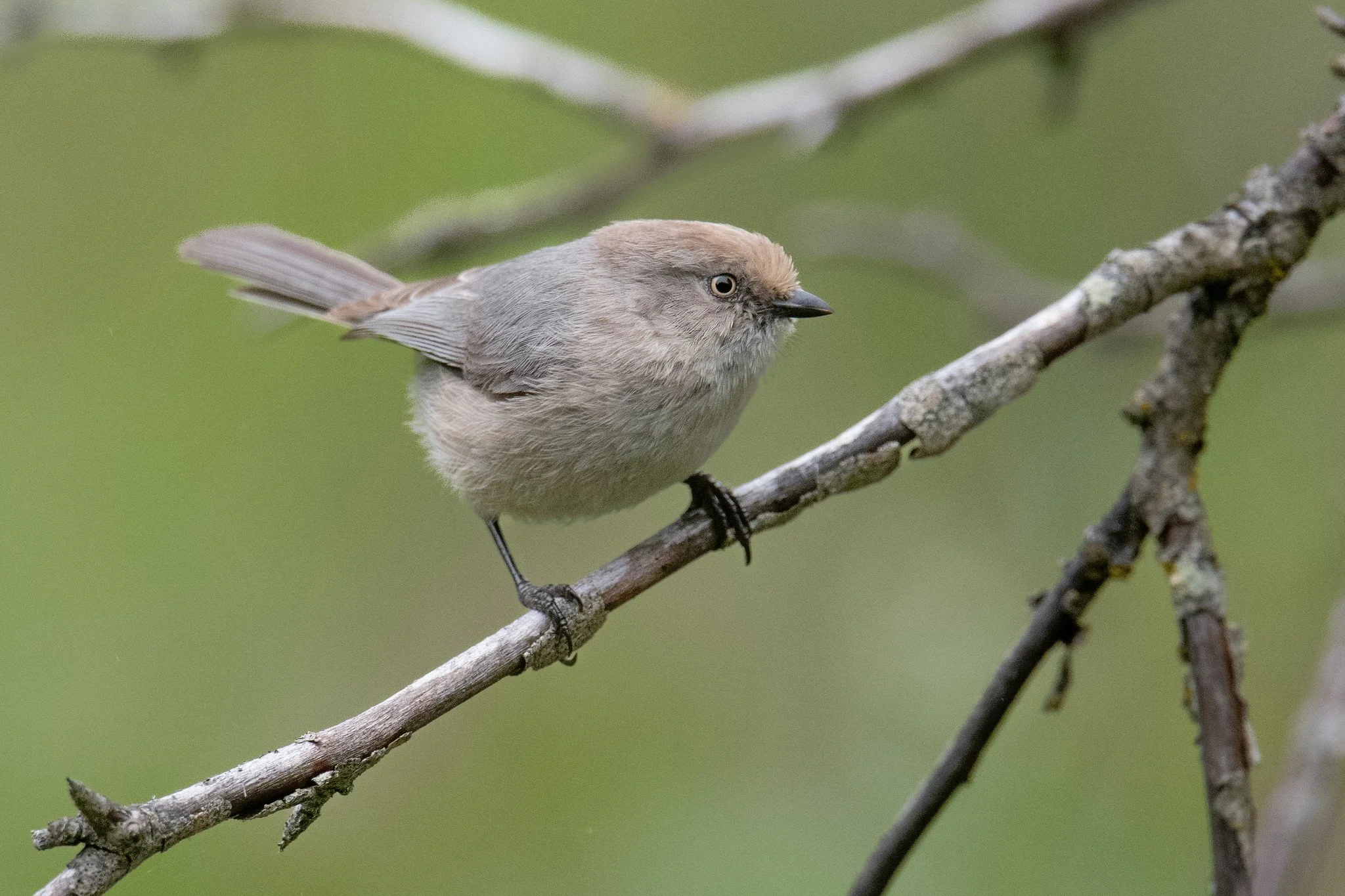 Bushtit, Pacific (Psaltriparus minimus [minimus Group])