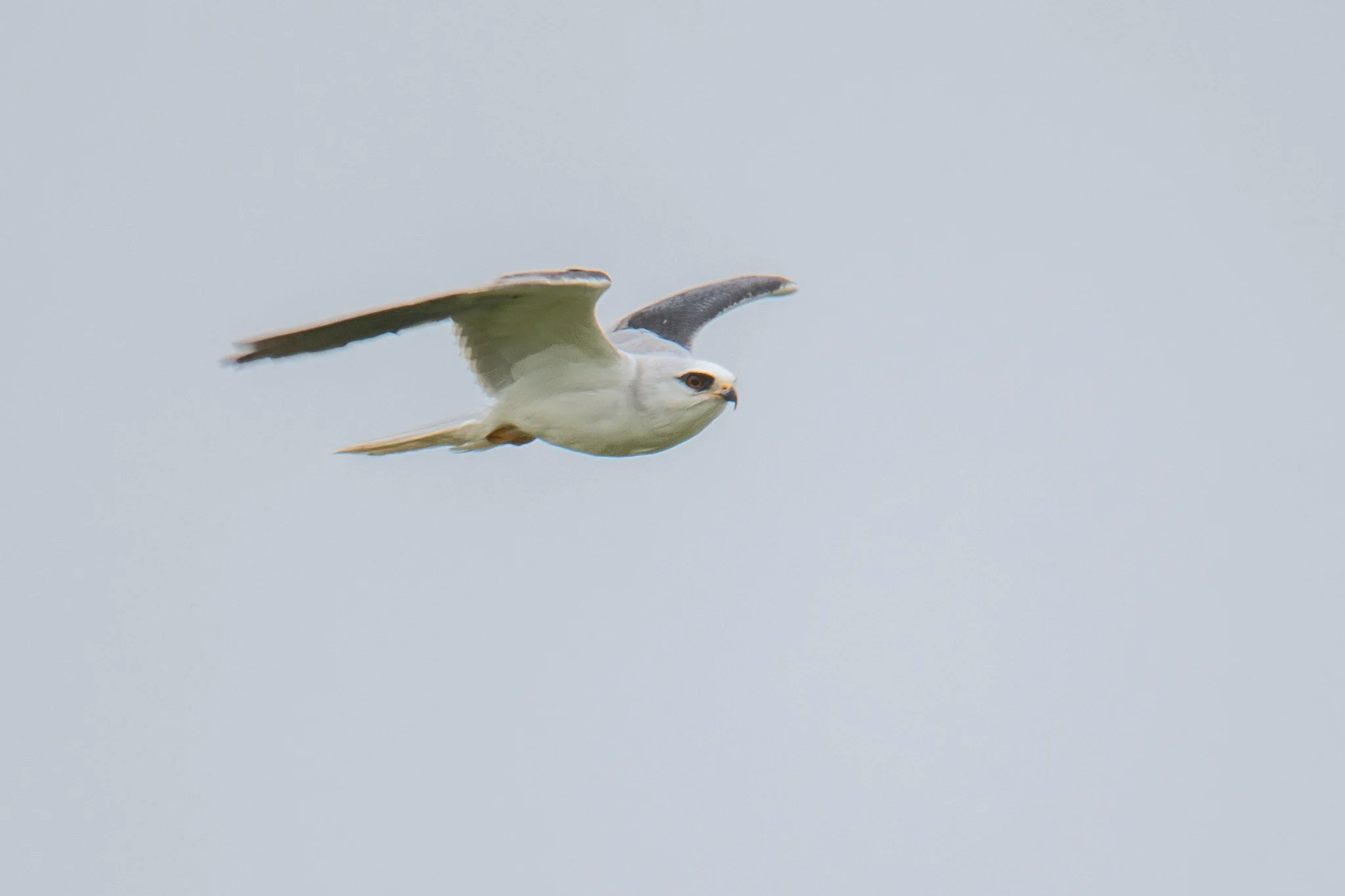 White-tailed Kite (Elanus leucurus)