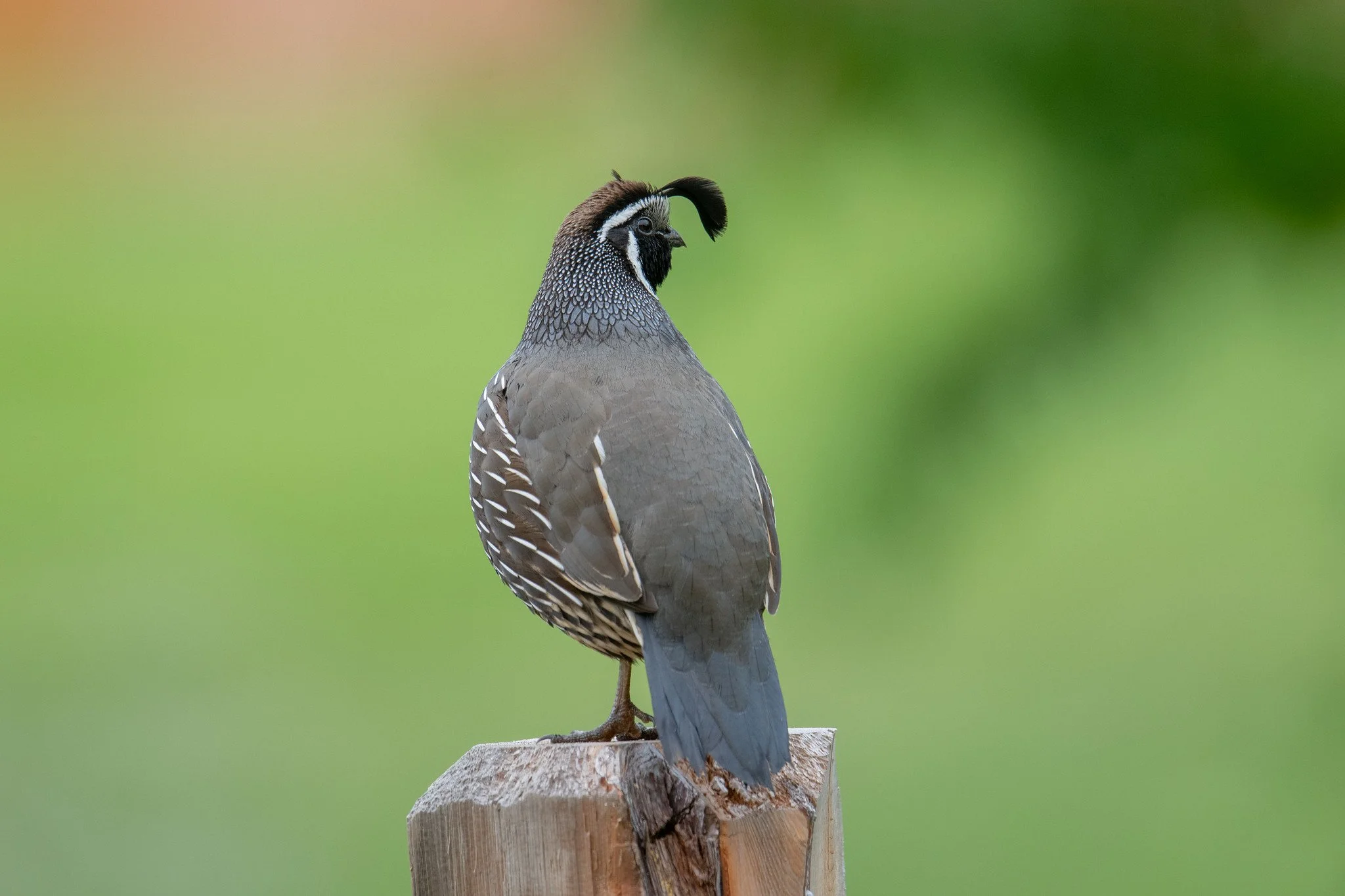 California Quail (Callipepla californica)