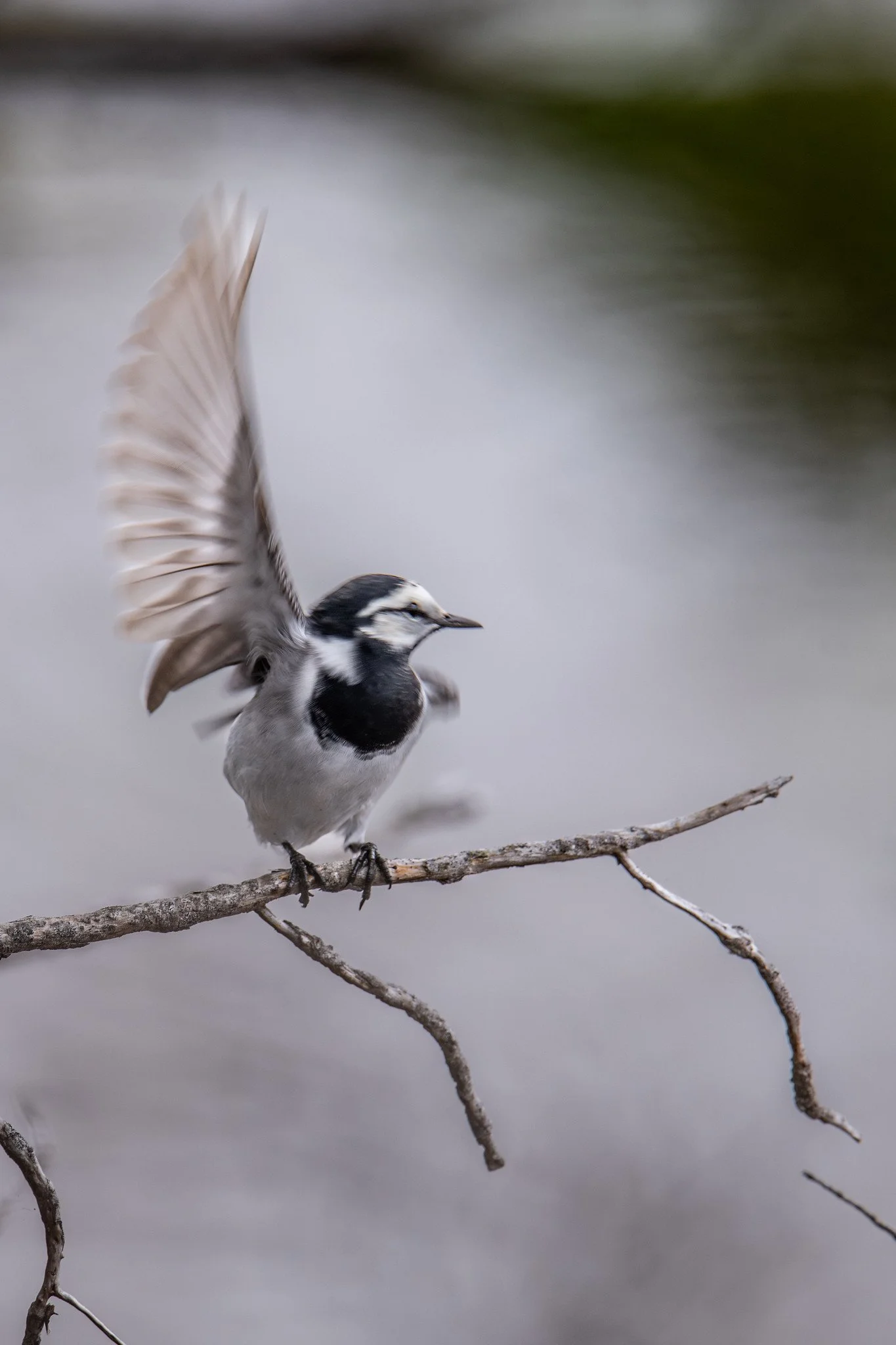 White Wagtail (Motacilla alba)