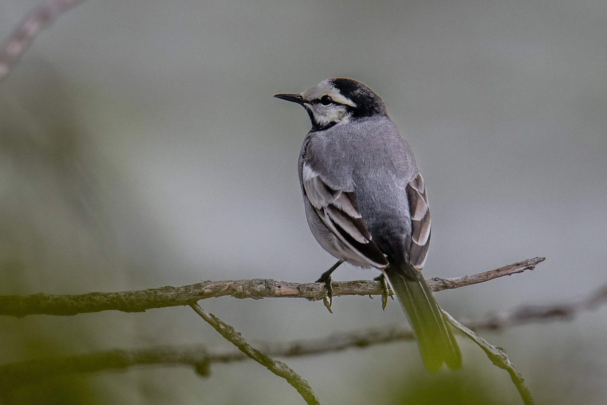 White Wagtail (Motacilla alba)