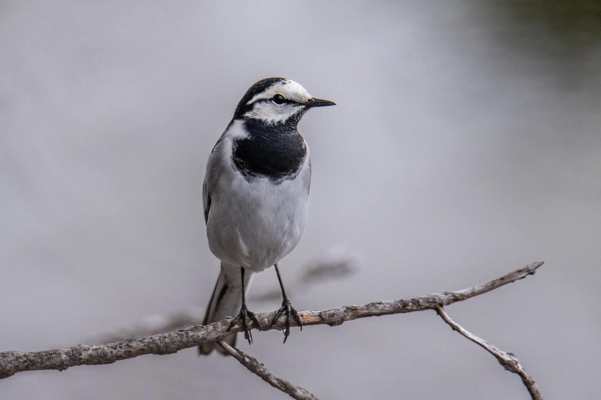White Wagtail (Motacilla alba)