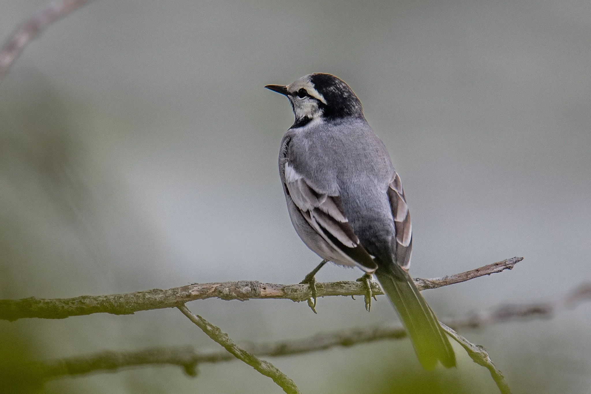 White Wagtail (Motacilla alba)