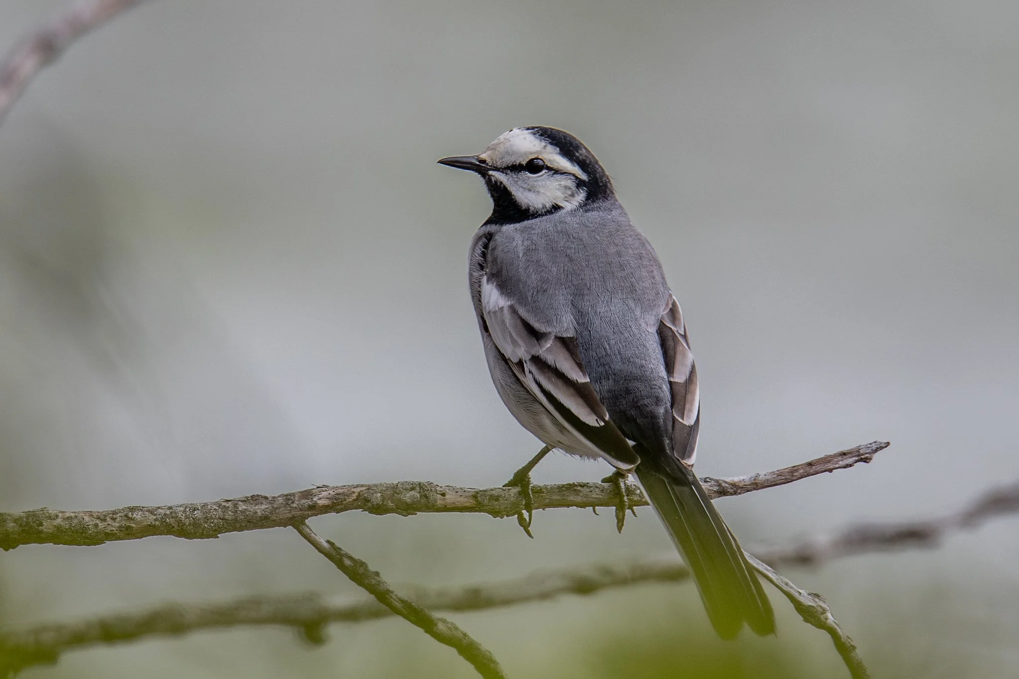White Wagtail (Motacilla alba)