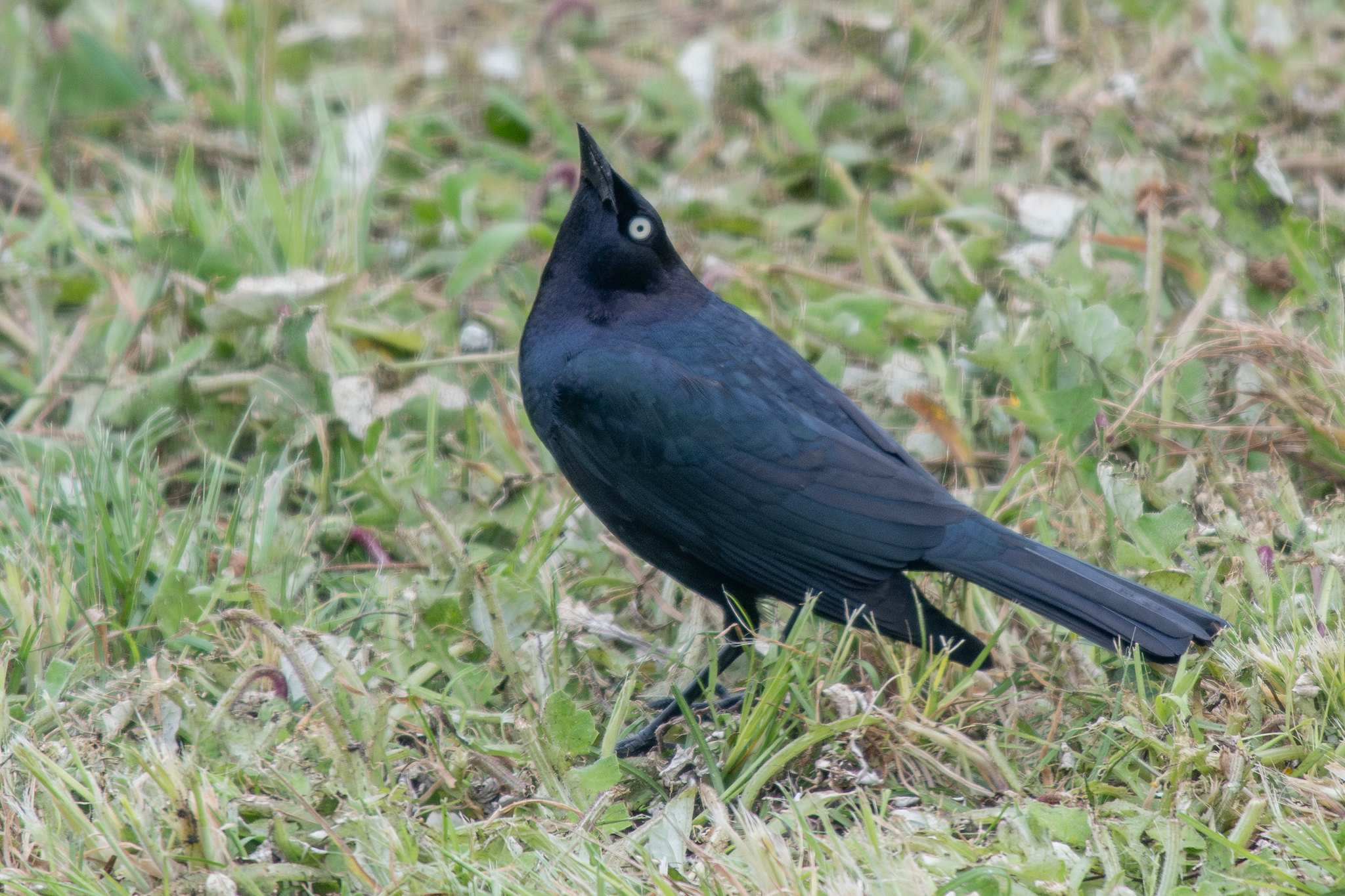 Brewer's Blackbird (Euphagus cyanocephalus)