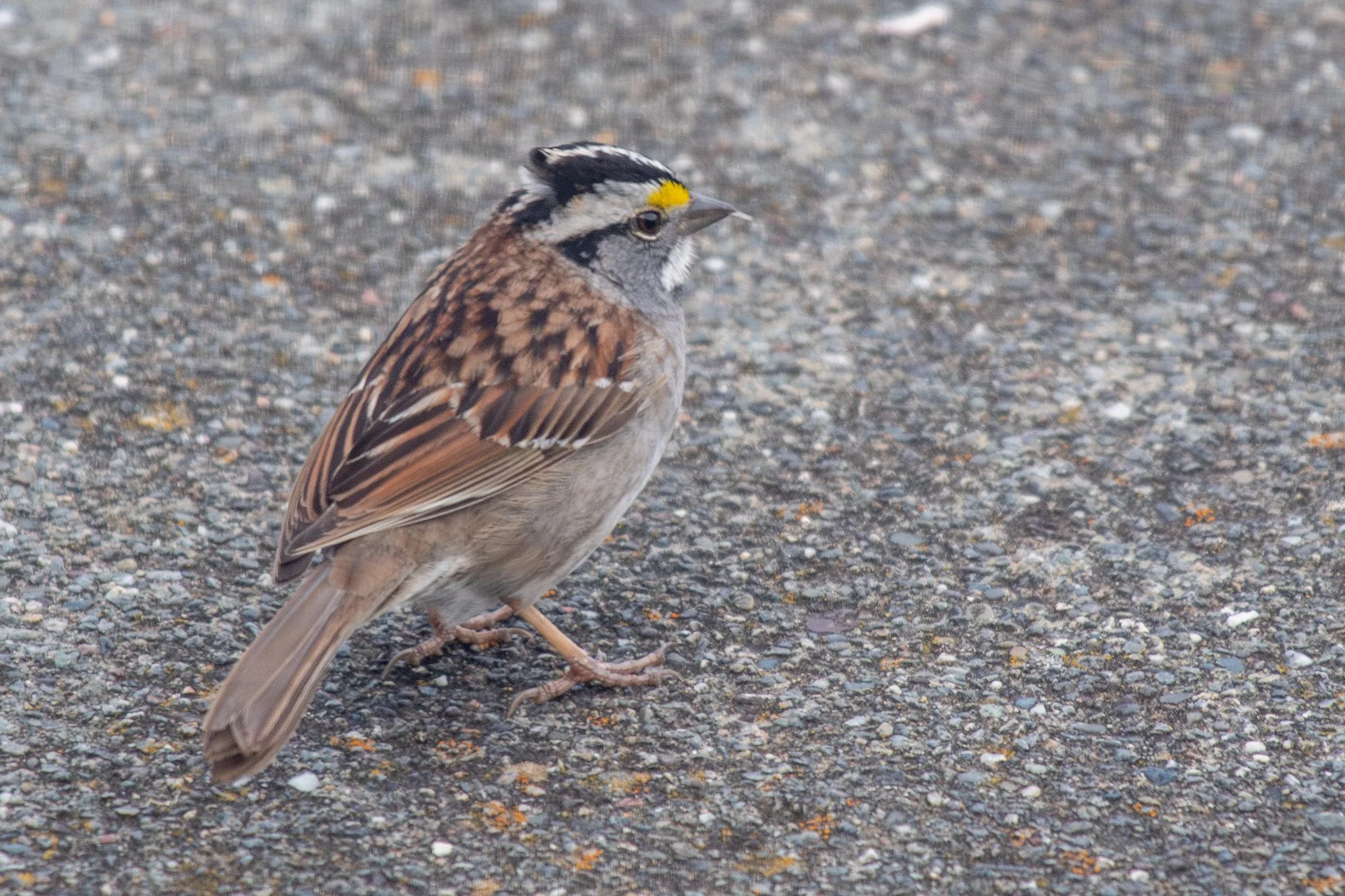 White-throated Sparrow (Zonotrichia albicollis)