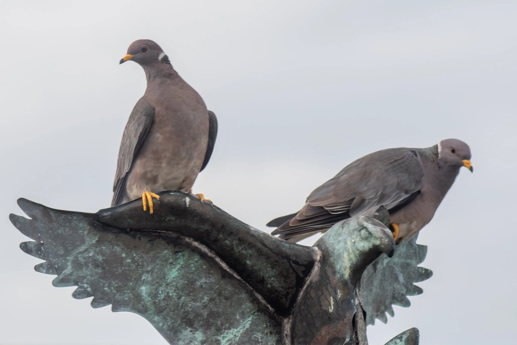Band-tailed Pigeon (Patagioenas fasciata)
