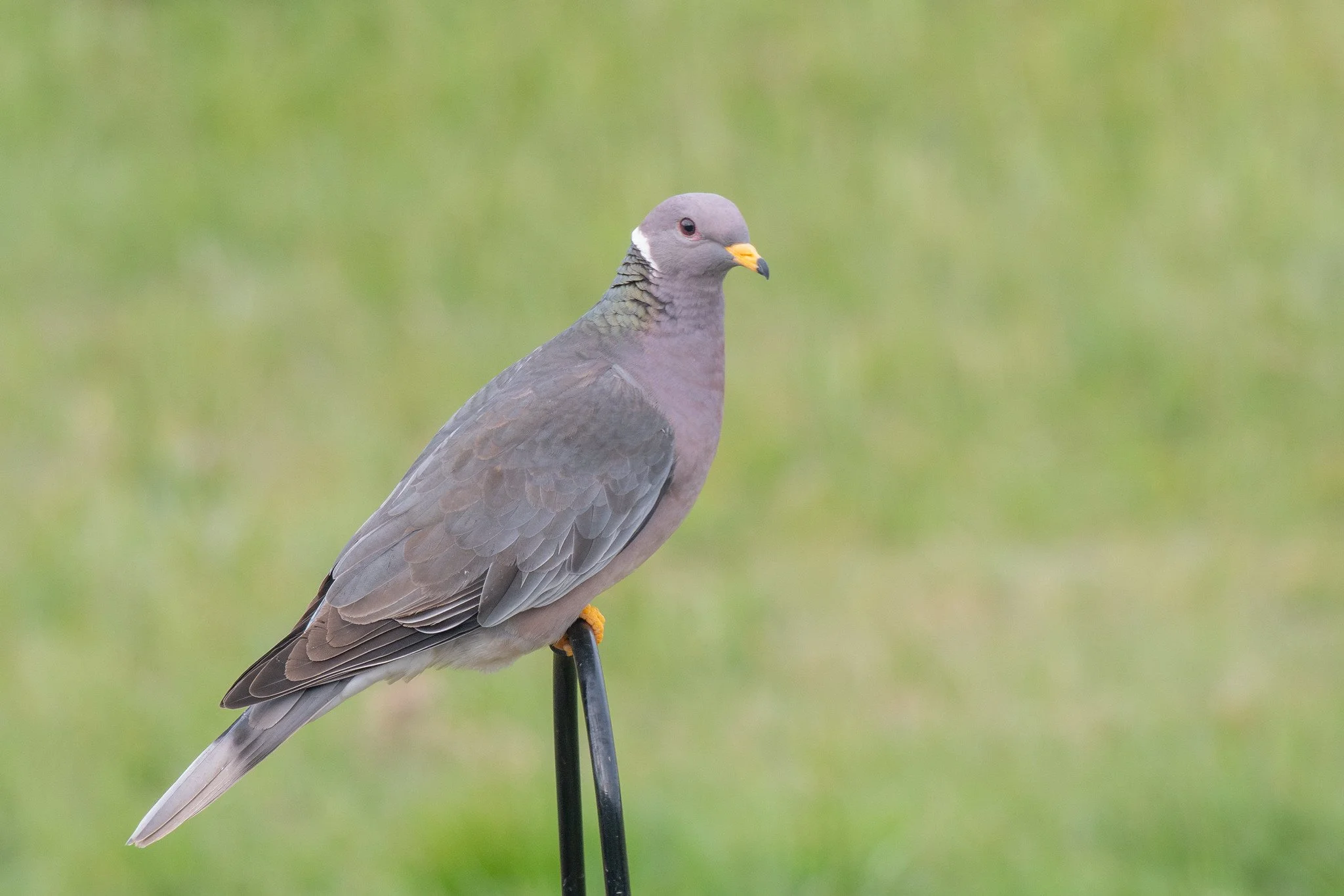 Band-tailed Pigeon (Patagioenas fasciata)