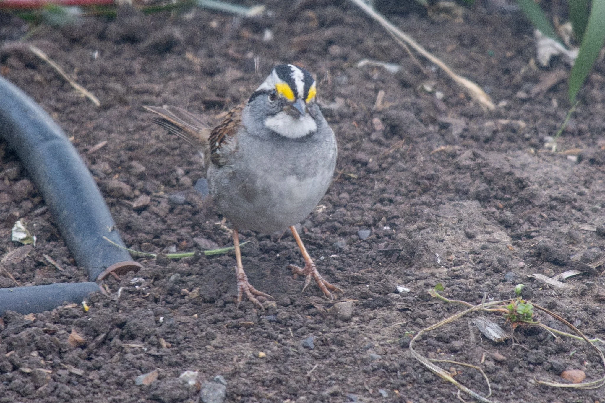 White-throated Sparrow (Zonotrichia albicollis)
