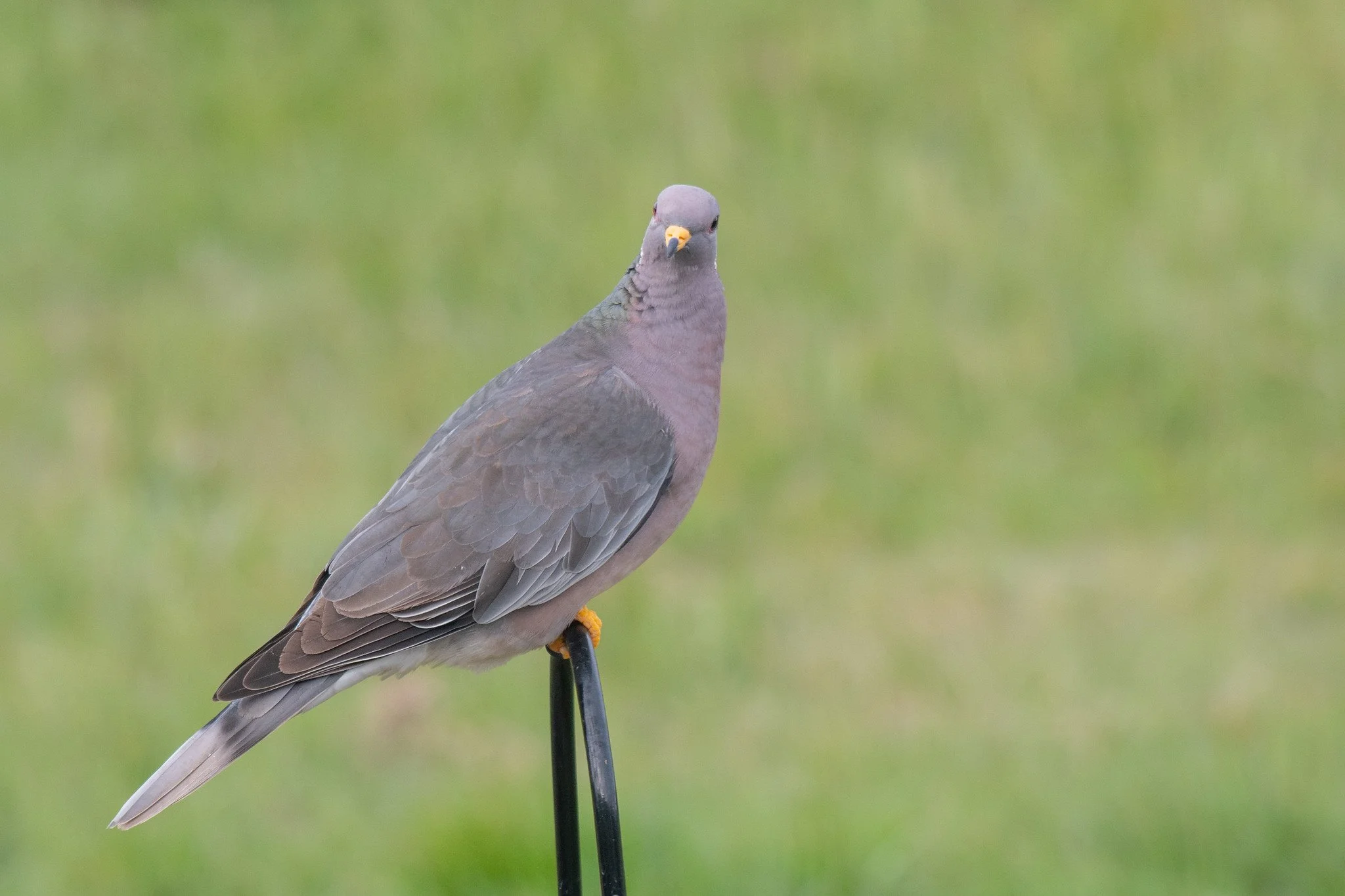 Band-tailed Pigeon (Patagioenas fasciata)