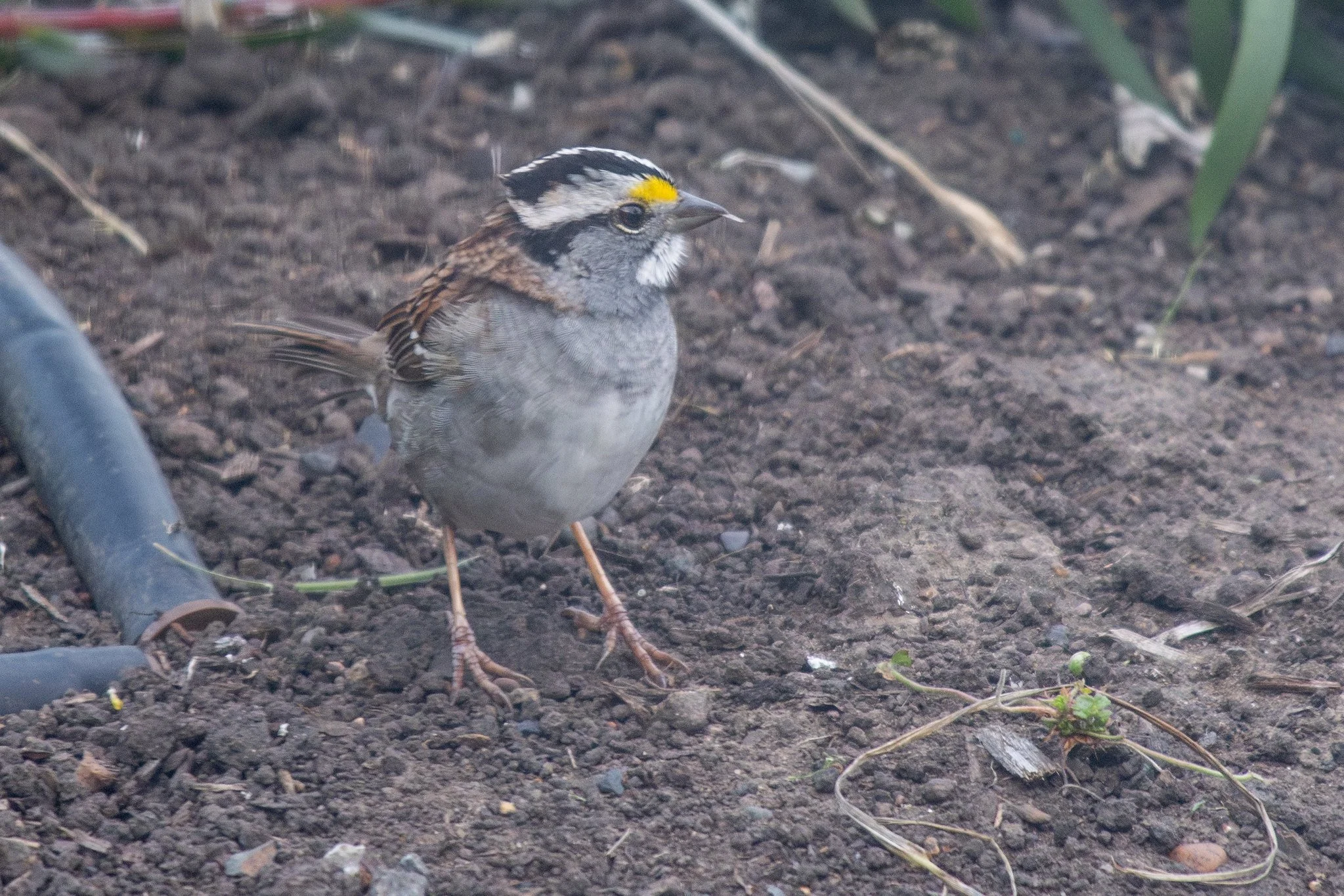 White-throated Sparrow (Zonotrichia albicollis)