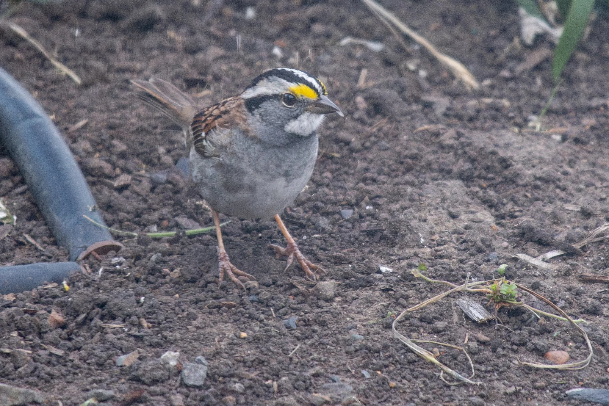 White-throated Sparrow (Zonotrichia albicollis)