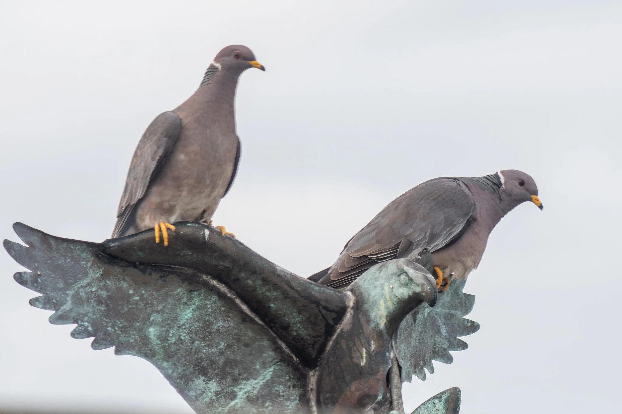Band-tailed Pigeon (Patagioenas fasciata)