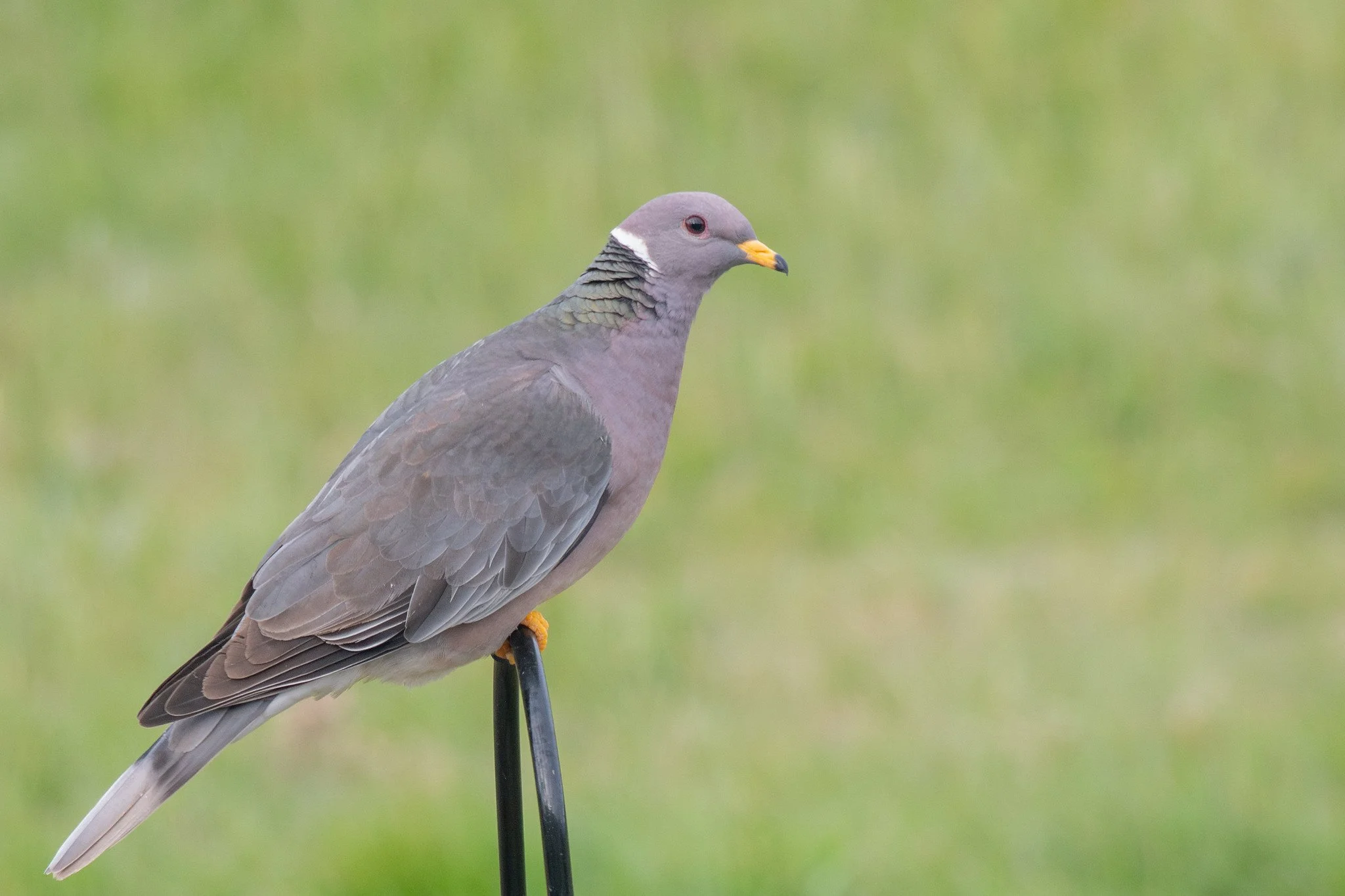 Band-tailed Pigeon (Patagioenas fasciata)