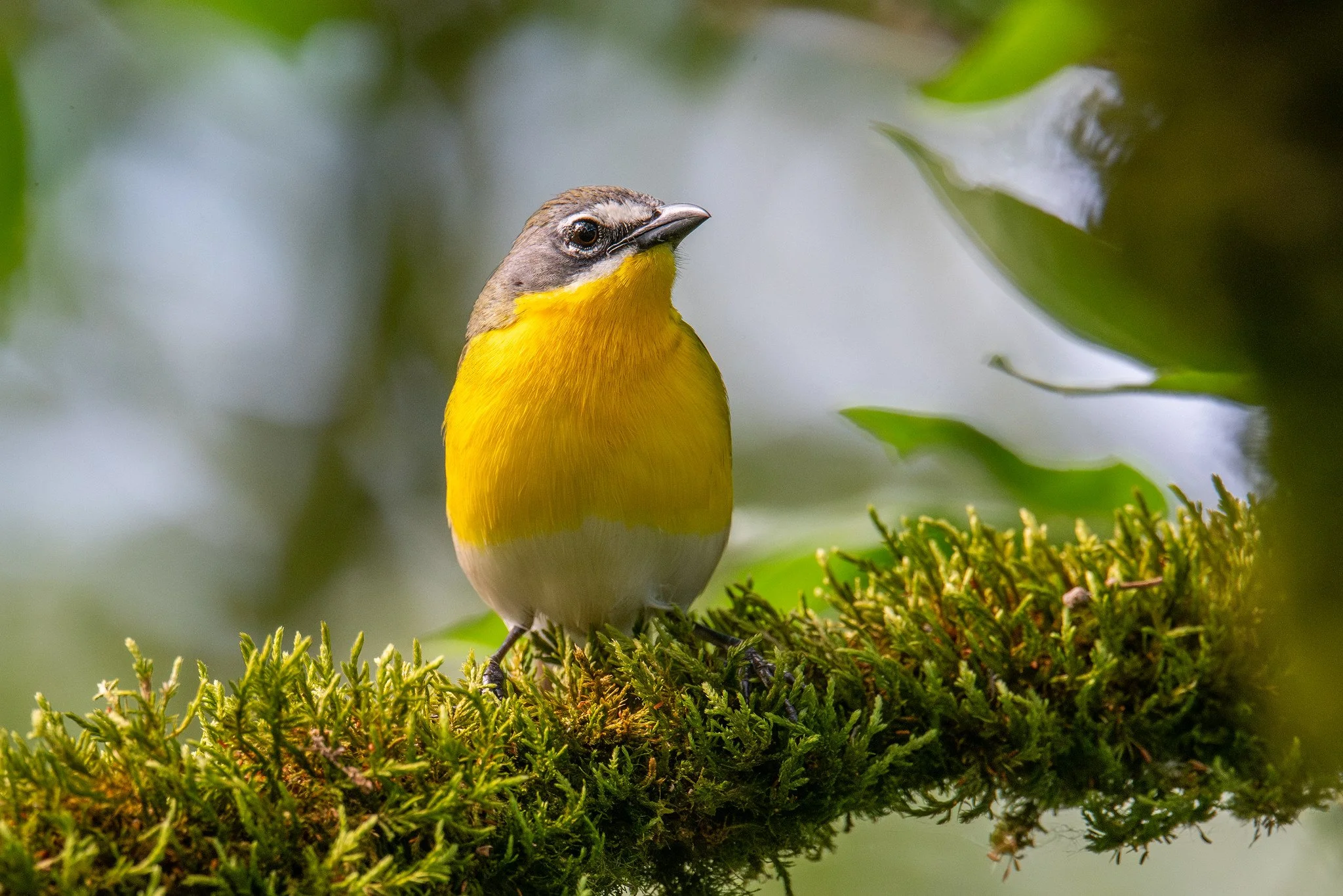 Yellow-breasted Chat (Icteria virens)