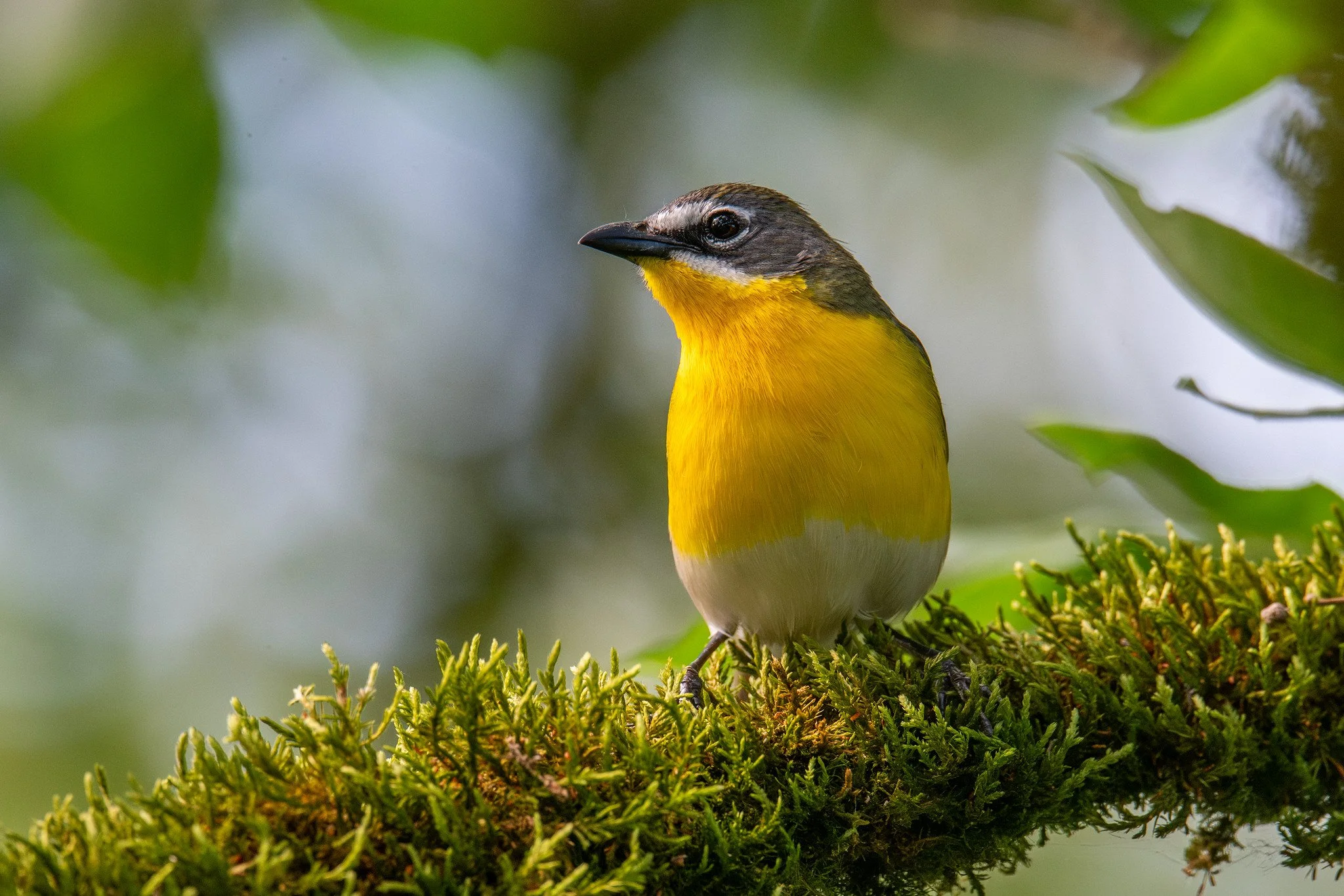 Yellow-breasted Chat (Icteria virens)