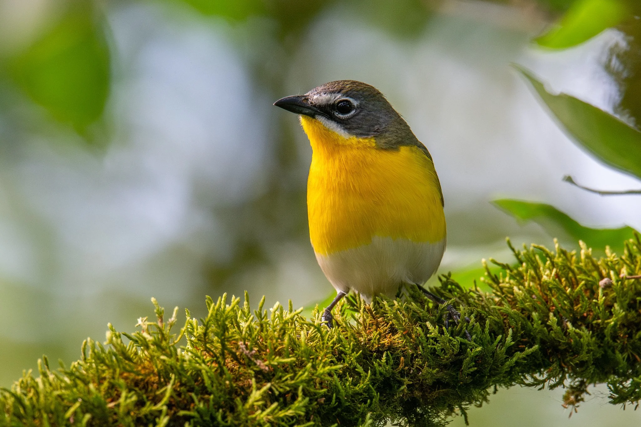 Yellow-breasted Chat (Icteria virens)