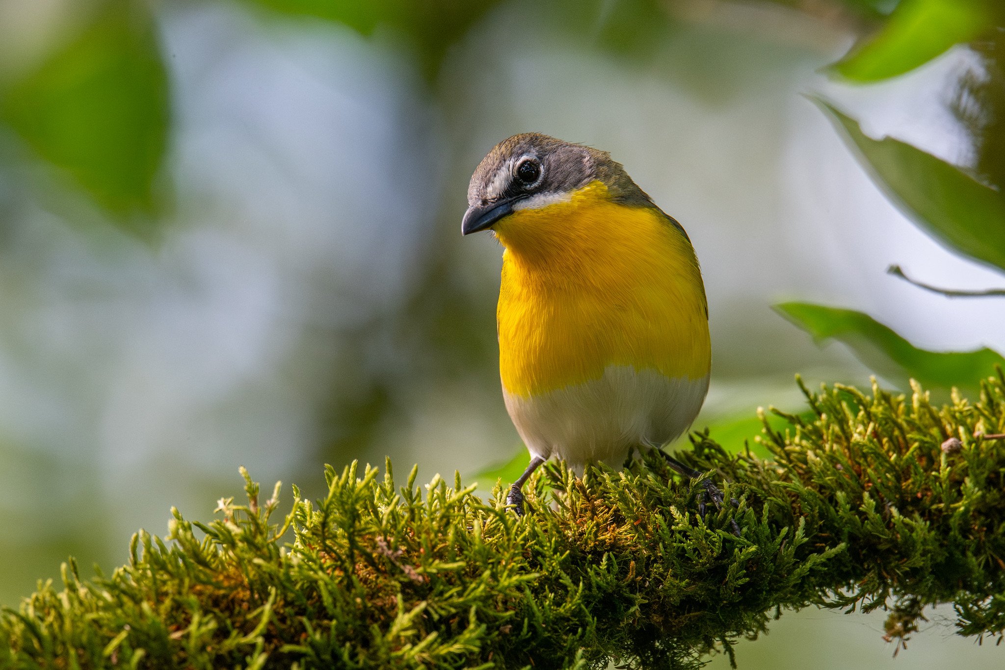 Yellow-breasted Chat (Icteria virens)