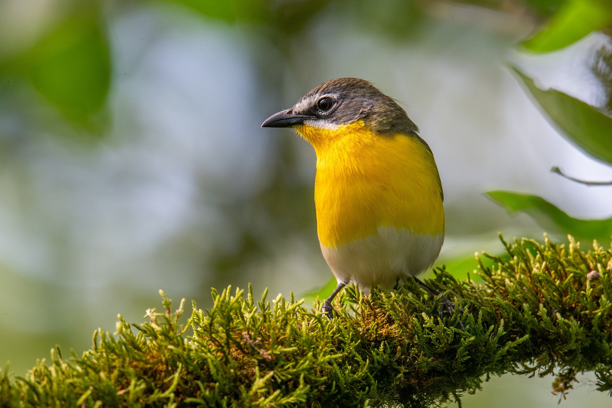 Yellow-breasted Chat (Icteria virens)
