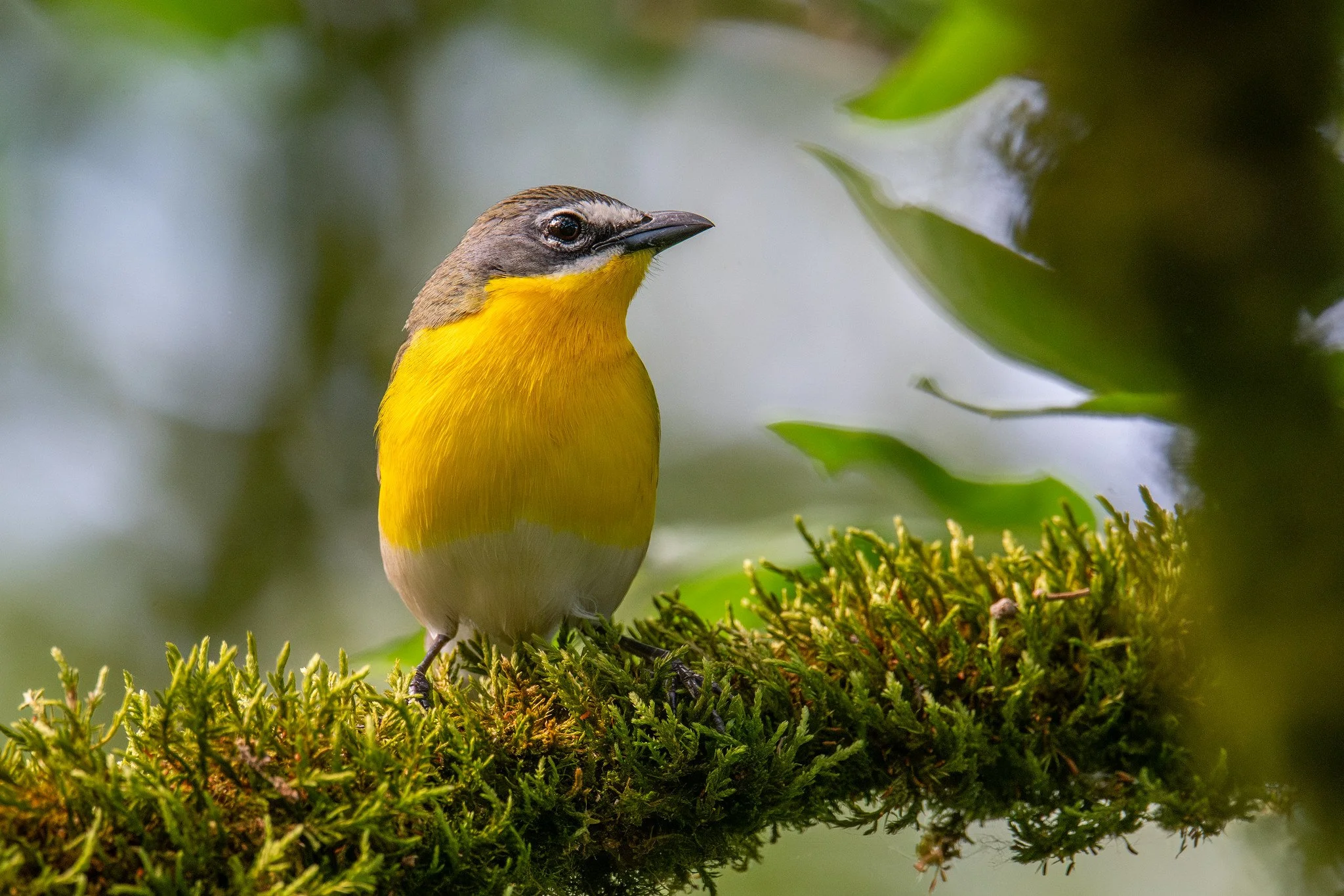 Yellow-breasted Chat (Icteria virens)