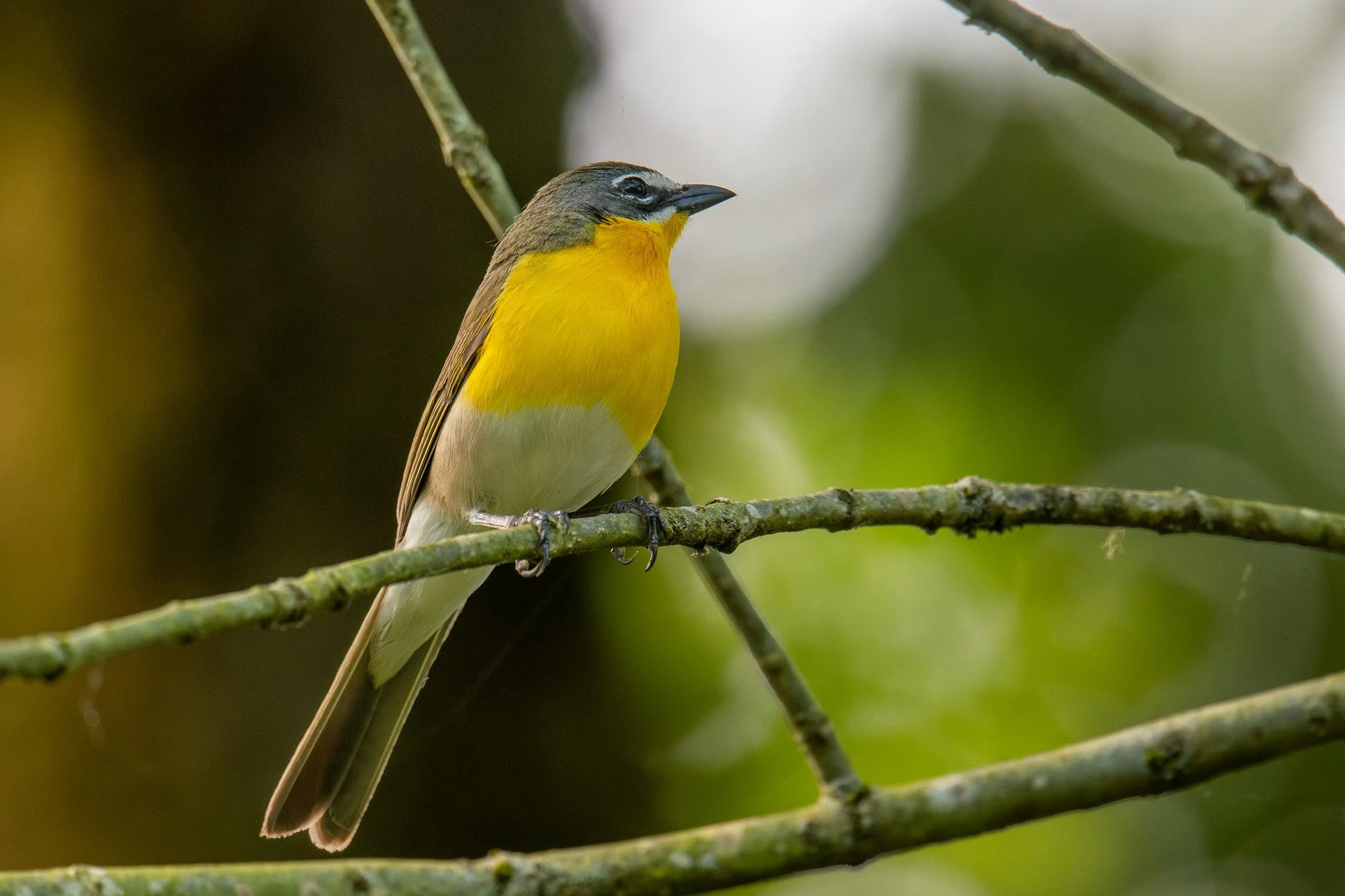 Yellow-breasted Chat (Icteria virens)