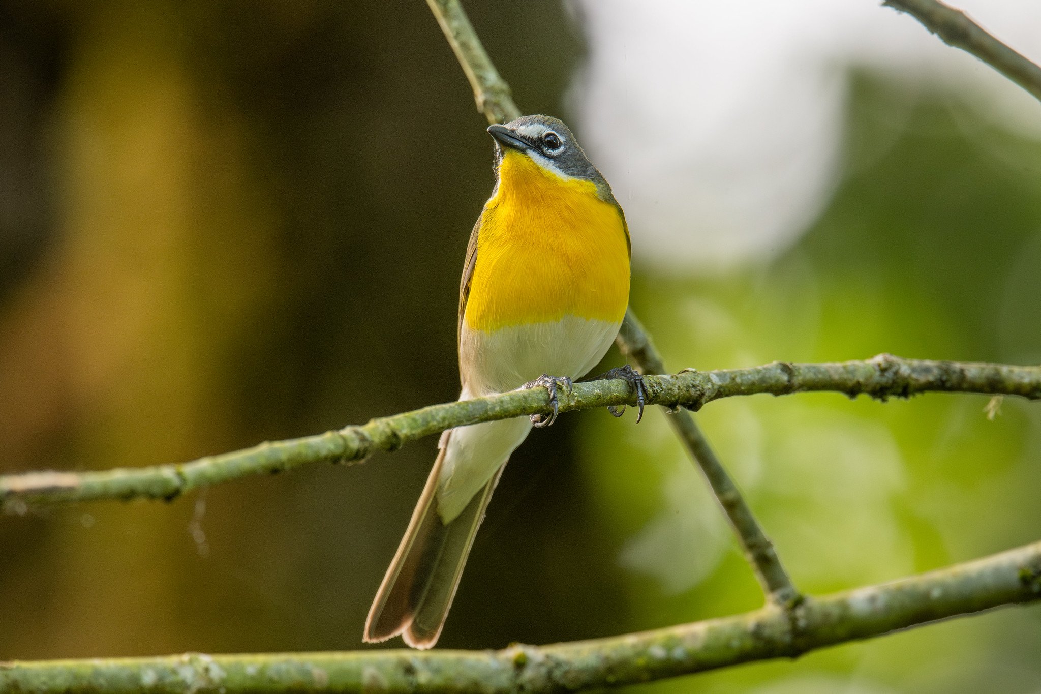 Yellow-breasted Chat (Icteria virens)