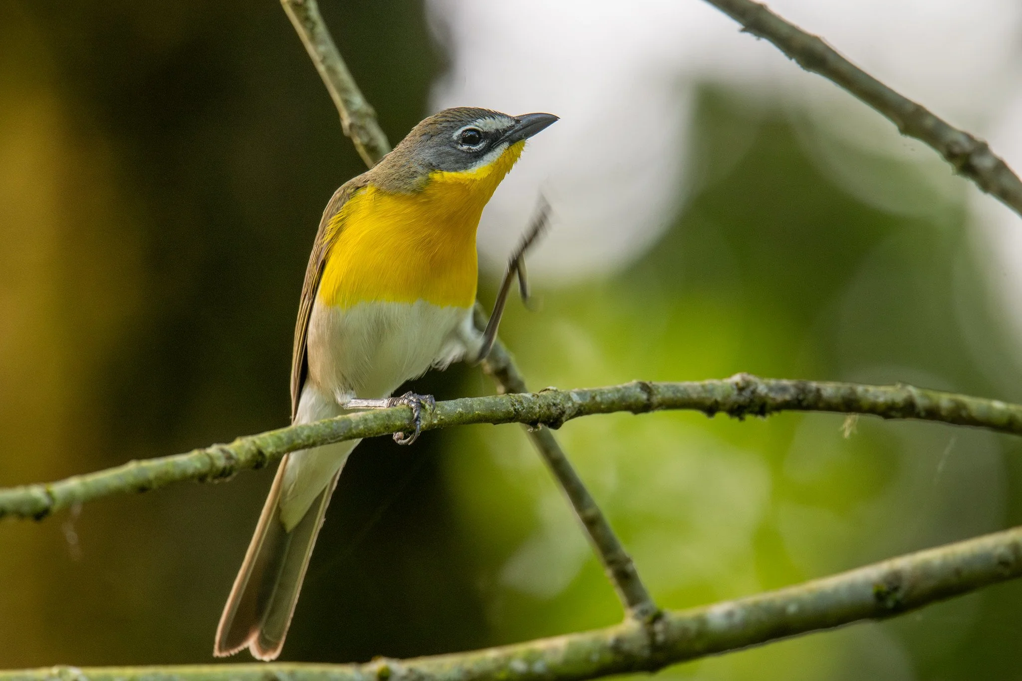 Yellow-breasted Chat (Icteria virens)