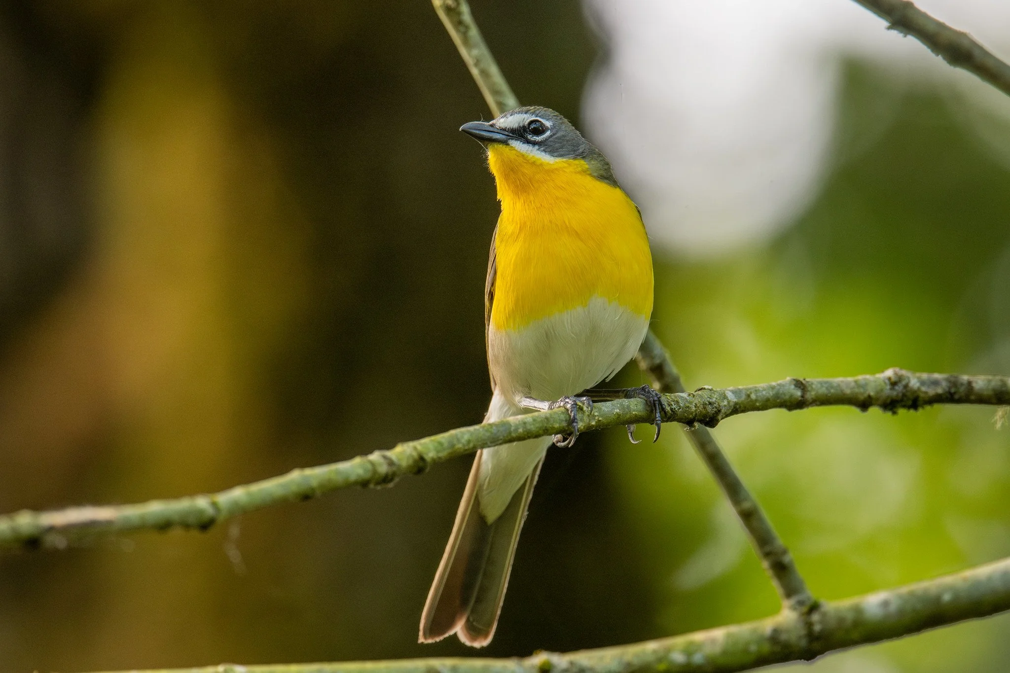 Yellow-breasted Chat (Icteria virens)