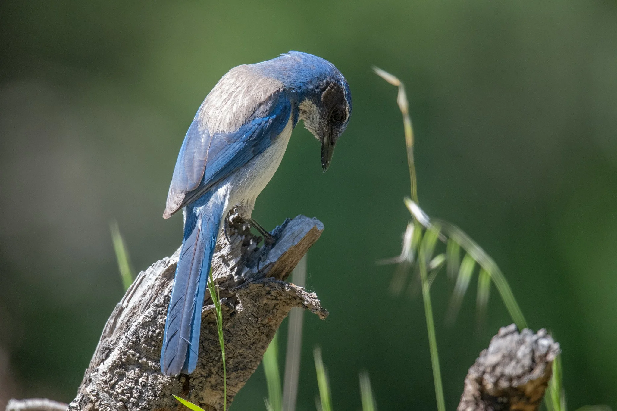 California Scrub-Jay (Aphelocoma californica)